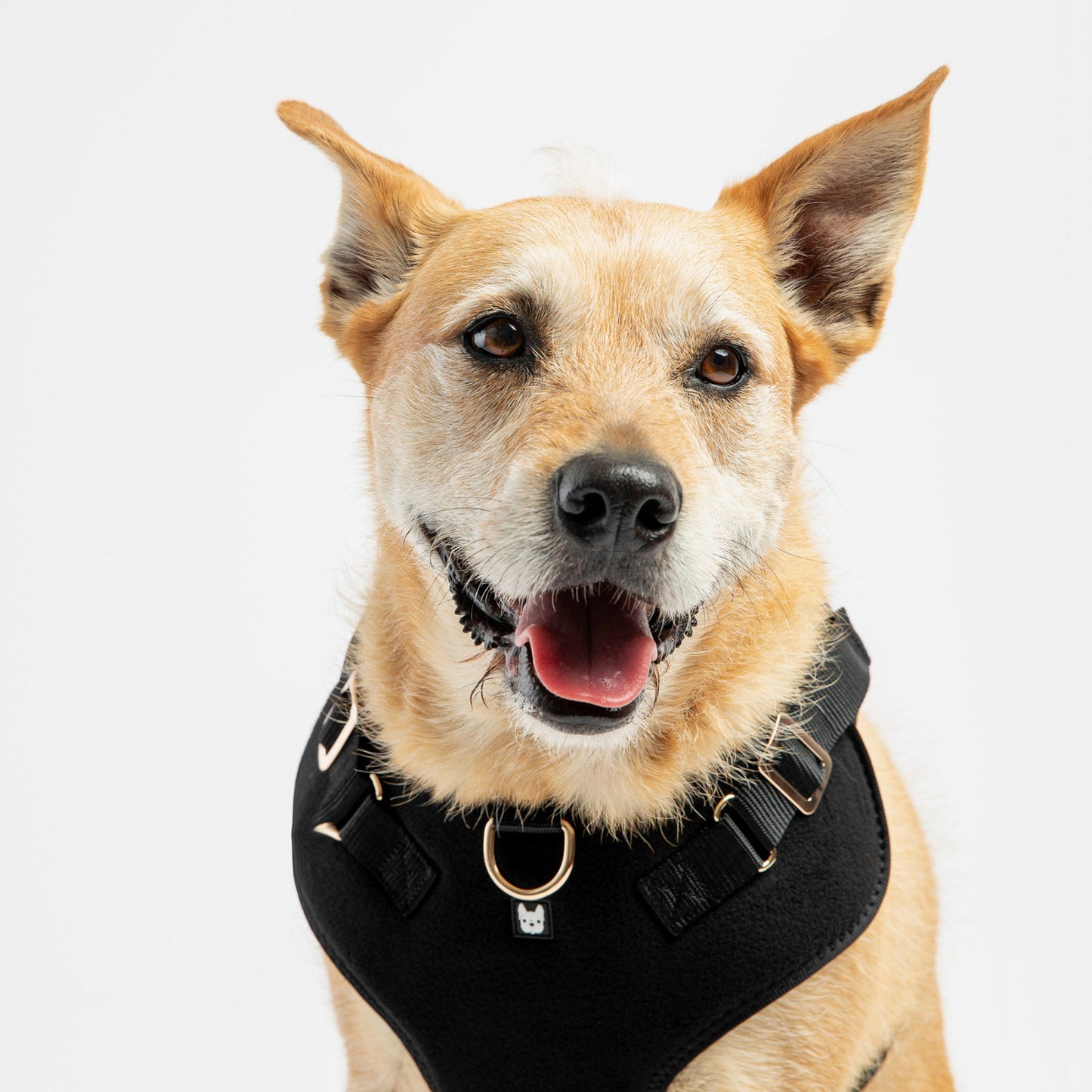 Aquafleece Walk Set (Collar, Leash, Harness) - Get a Free Grooming Kit - Silver Paw