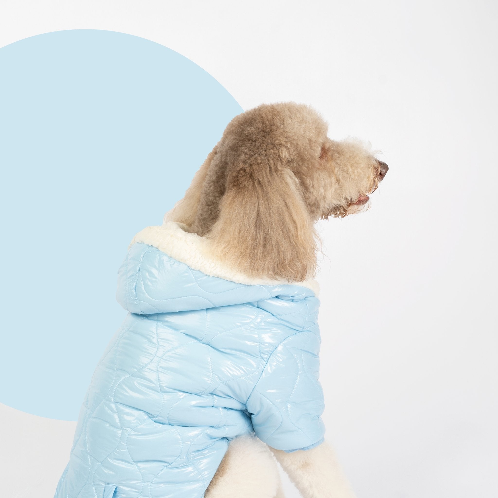 Swaddle jacket for outlet dogs