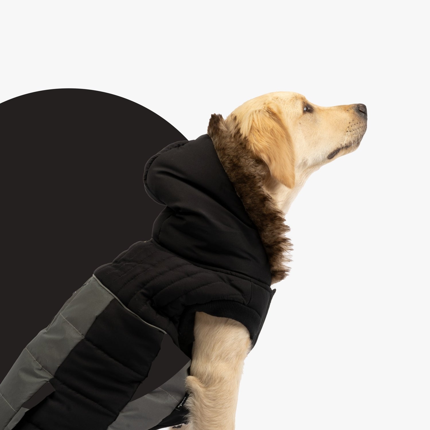 Bailey Dog Jacket - Black - Silver Paw