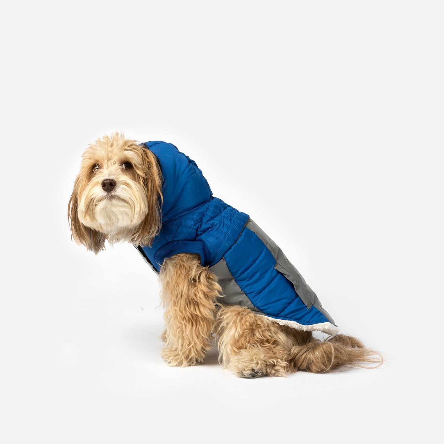 Bailey Dog Jacket - Blue - Silver Paw