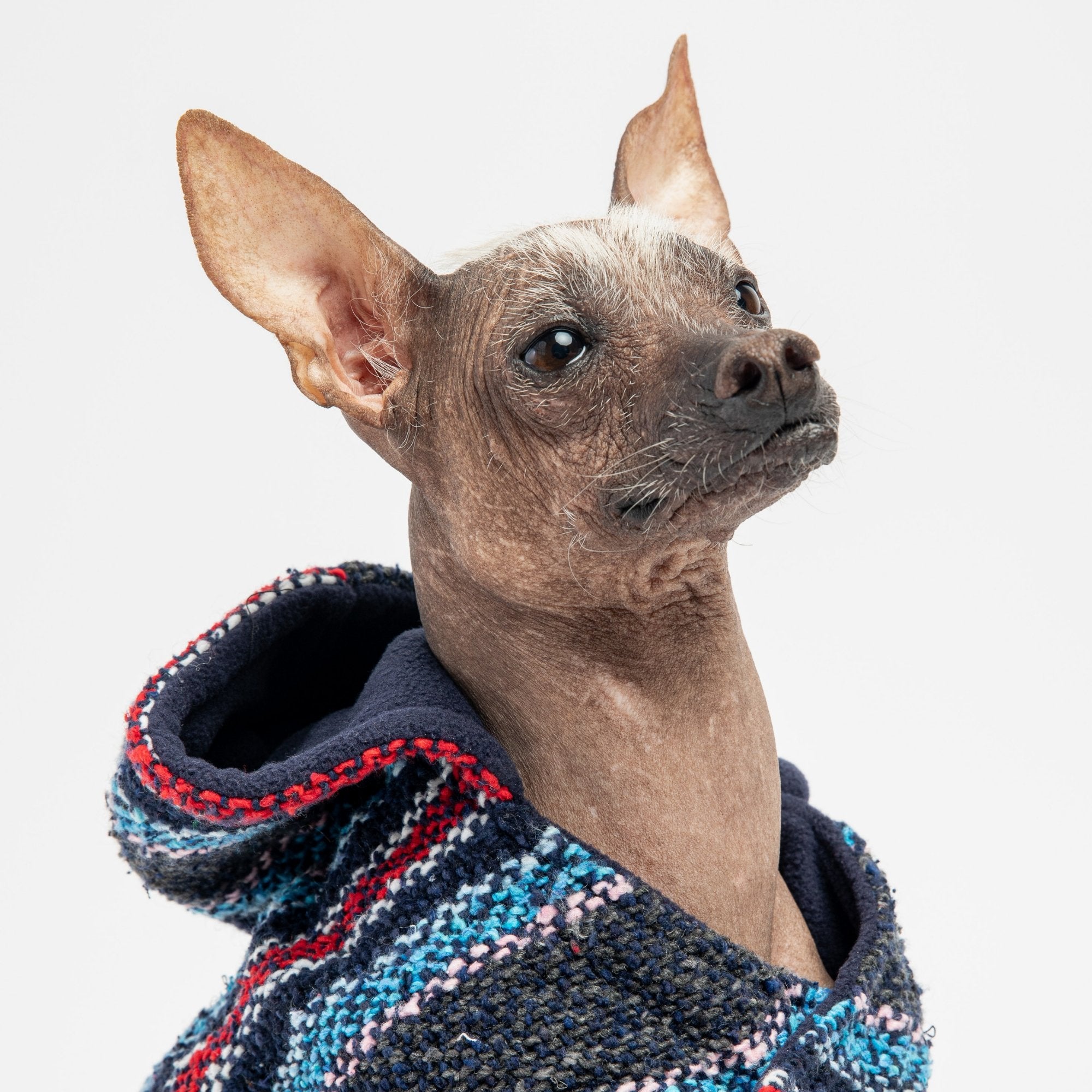 Baja Dog Poncho - Navy - Silver Paw