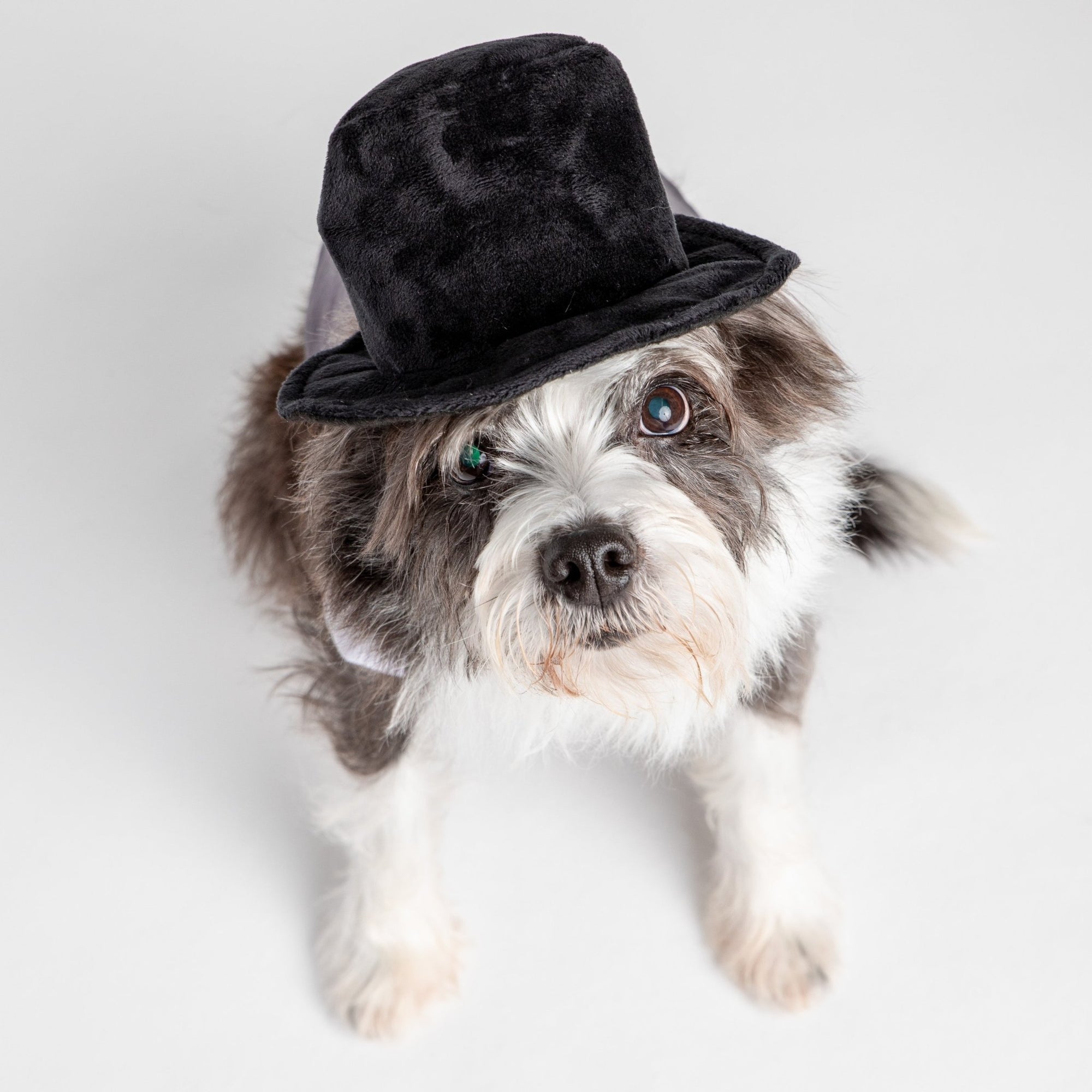 Black Velvet Top Hat Costume - Silver Paw