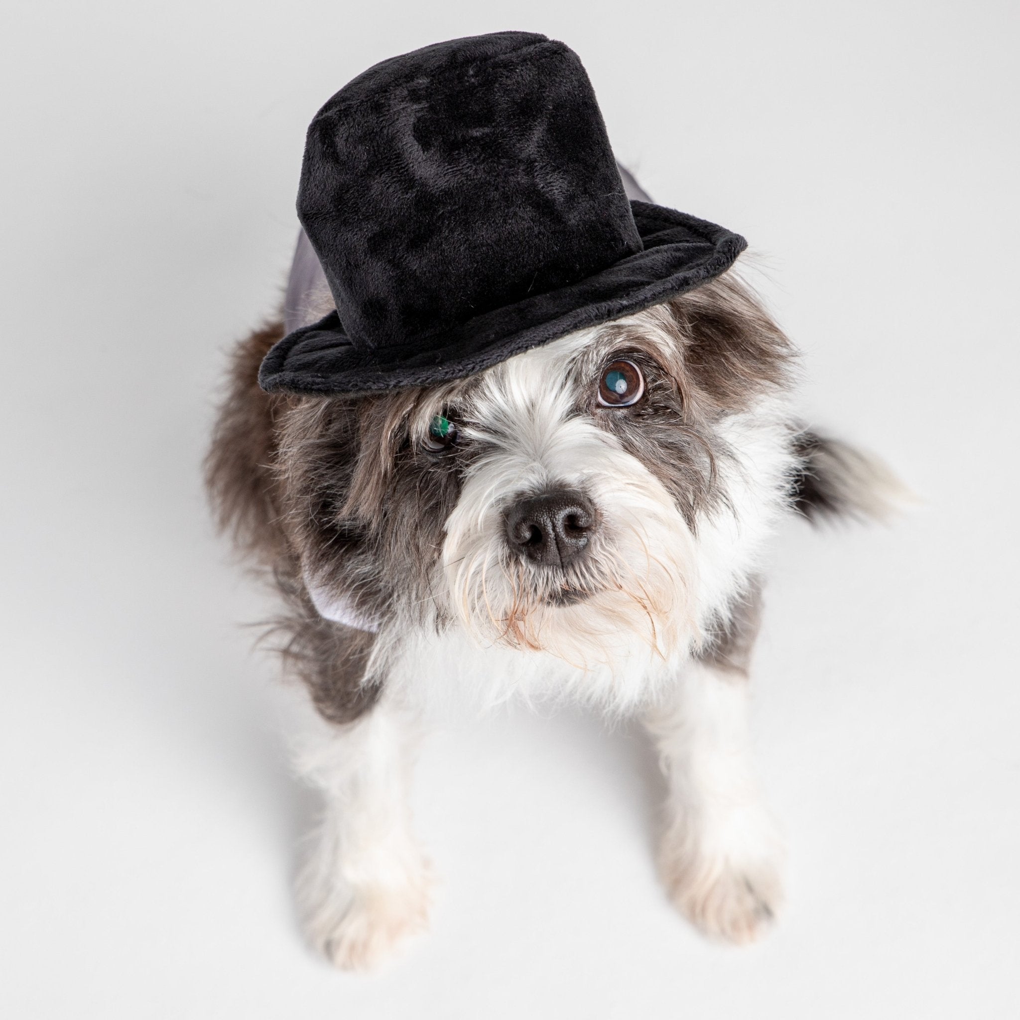 Black Velvet Top Hat Costume - Silver Paw
