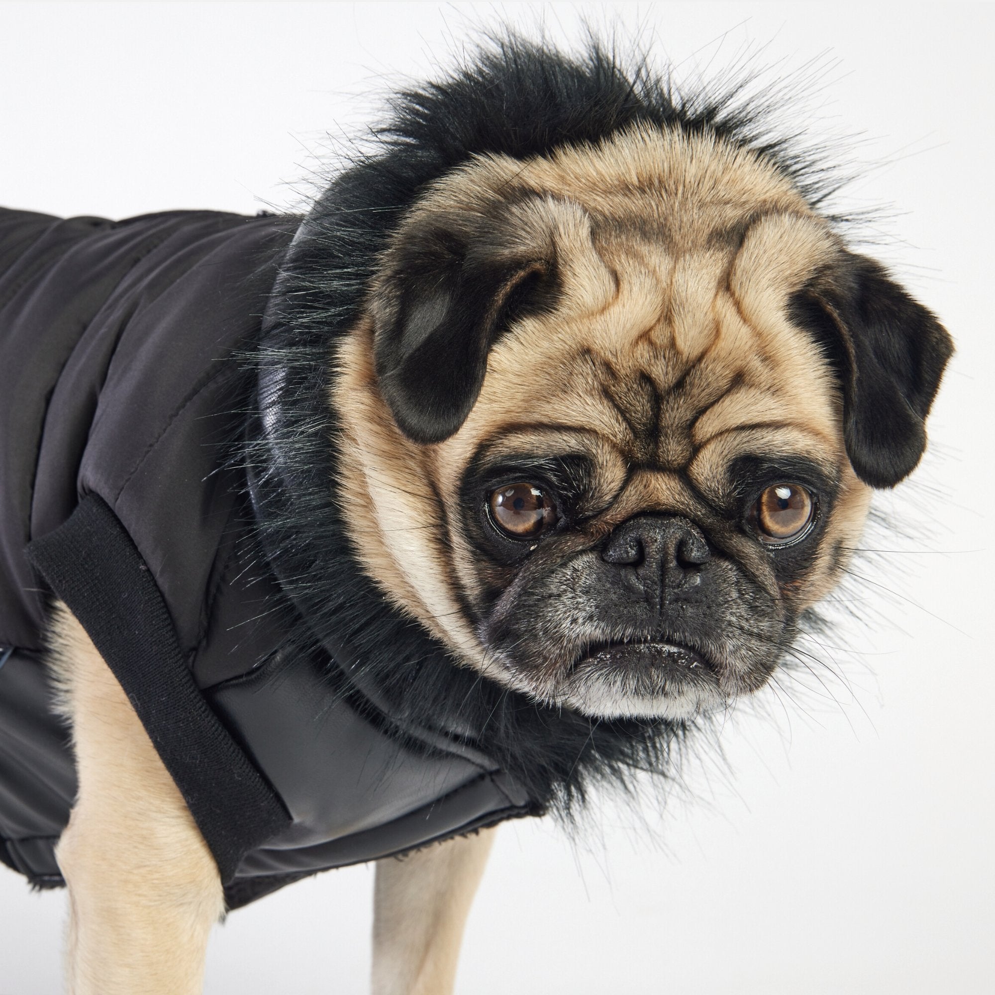 Black hotsell dog jacket