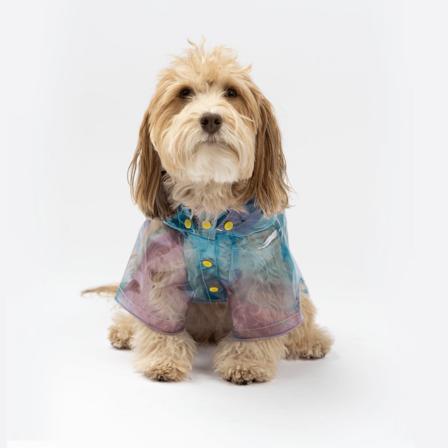 Bundle Kinney Dog Translusent Raincoat + Life Jacket - Silver Paw