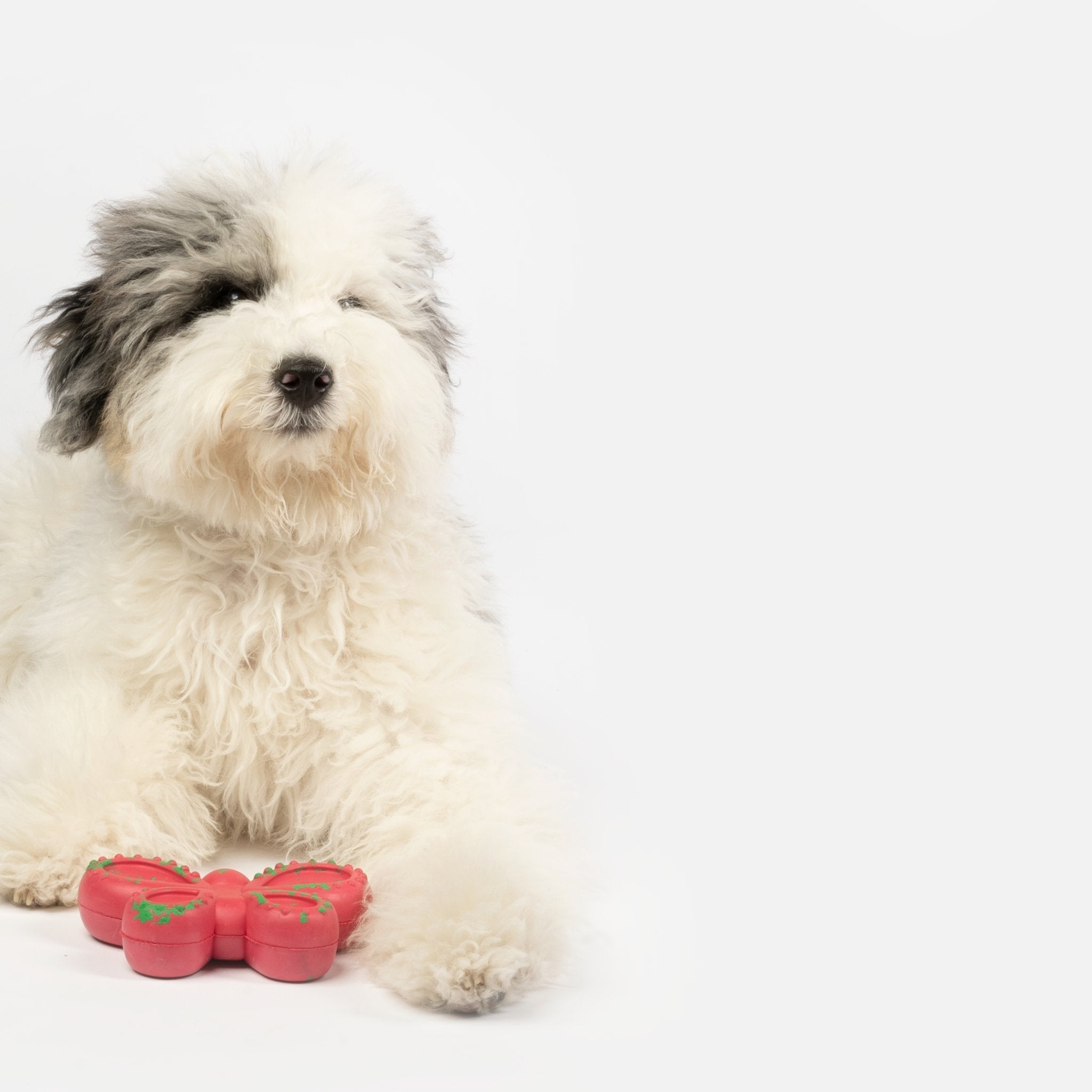 Butterfly Floating Dog Toy - Silver Paw