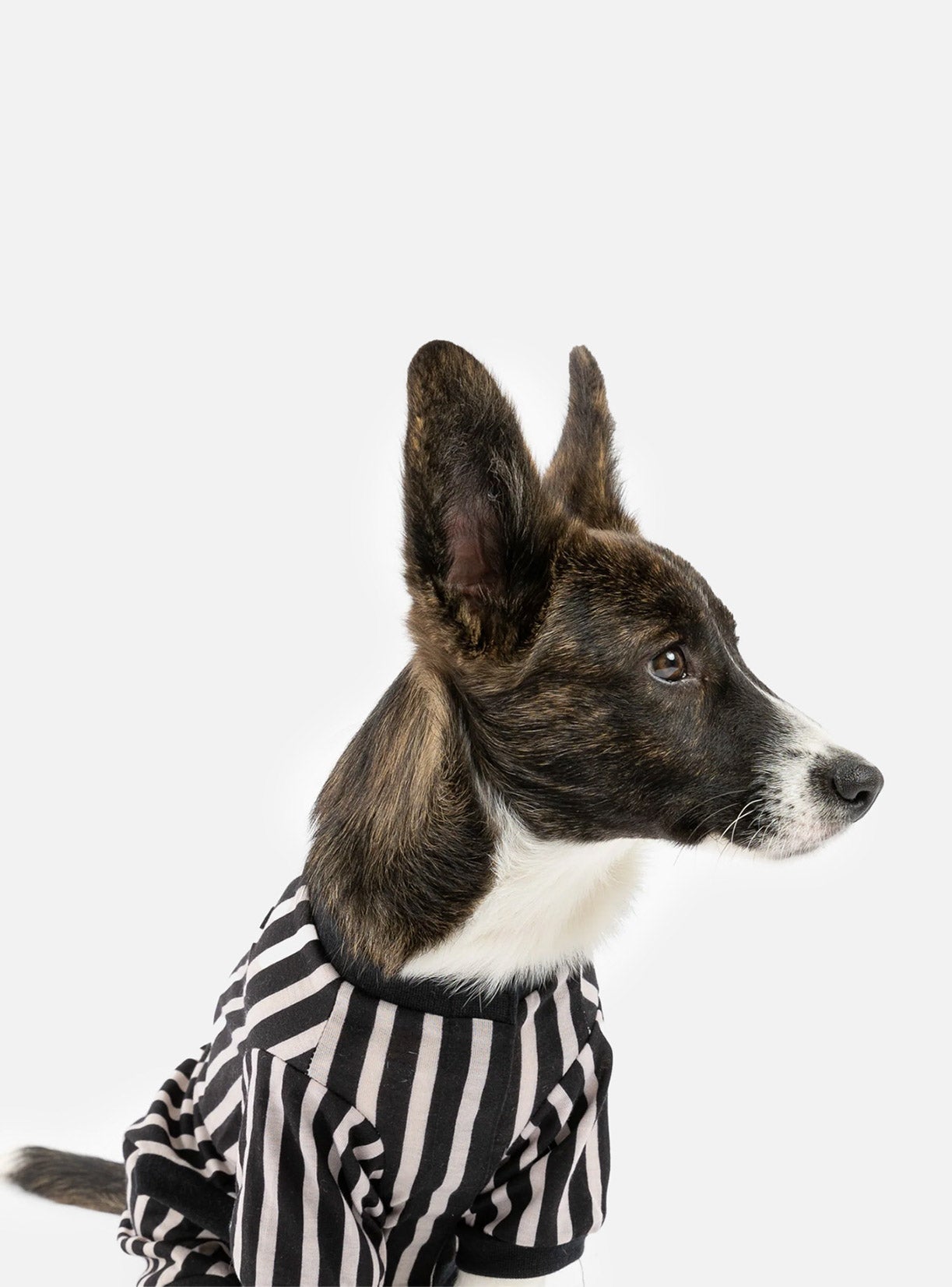 Buy One Dog Stripe PJ Get Free Human Matching - Silver Paw - 8372683 Canada Inc.