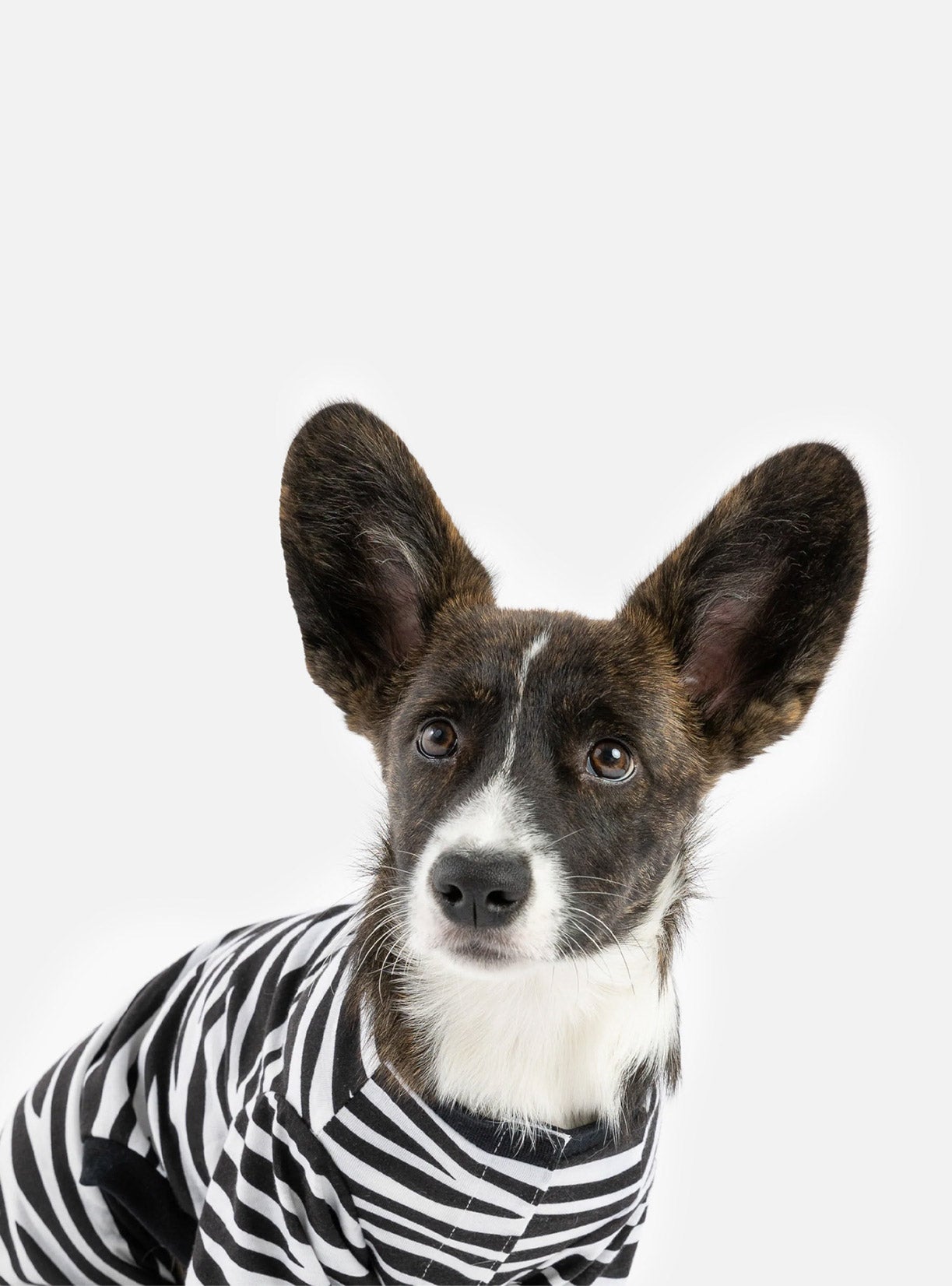Buy One Dog Zebra PJ Get Free Human Matching - Silver Paw - 8372683 Canada Inc.