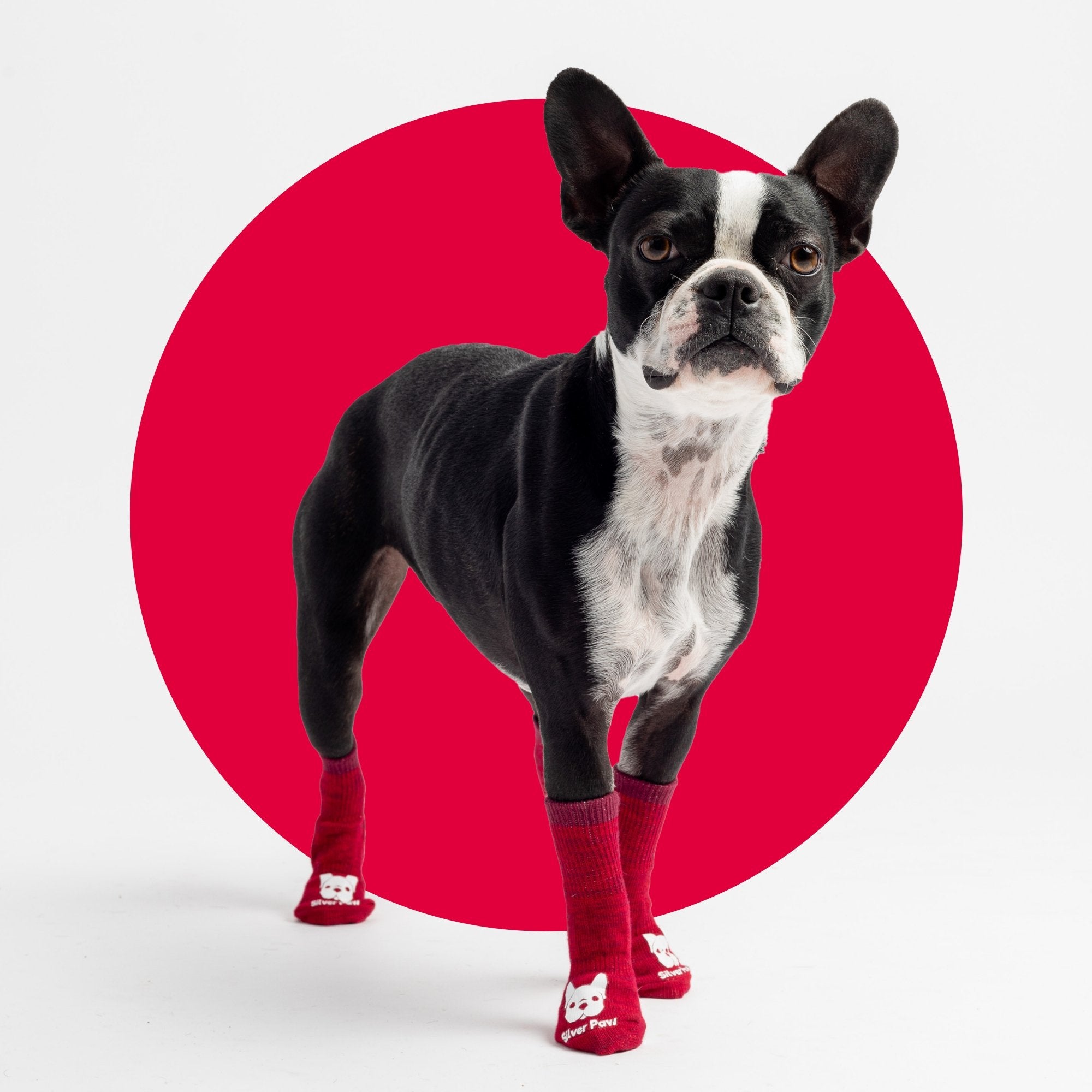 Compression Dog Socks - Red - Silver Paw