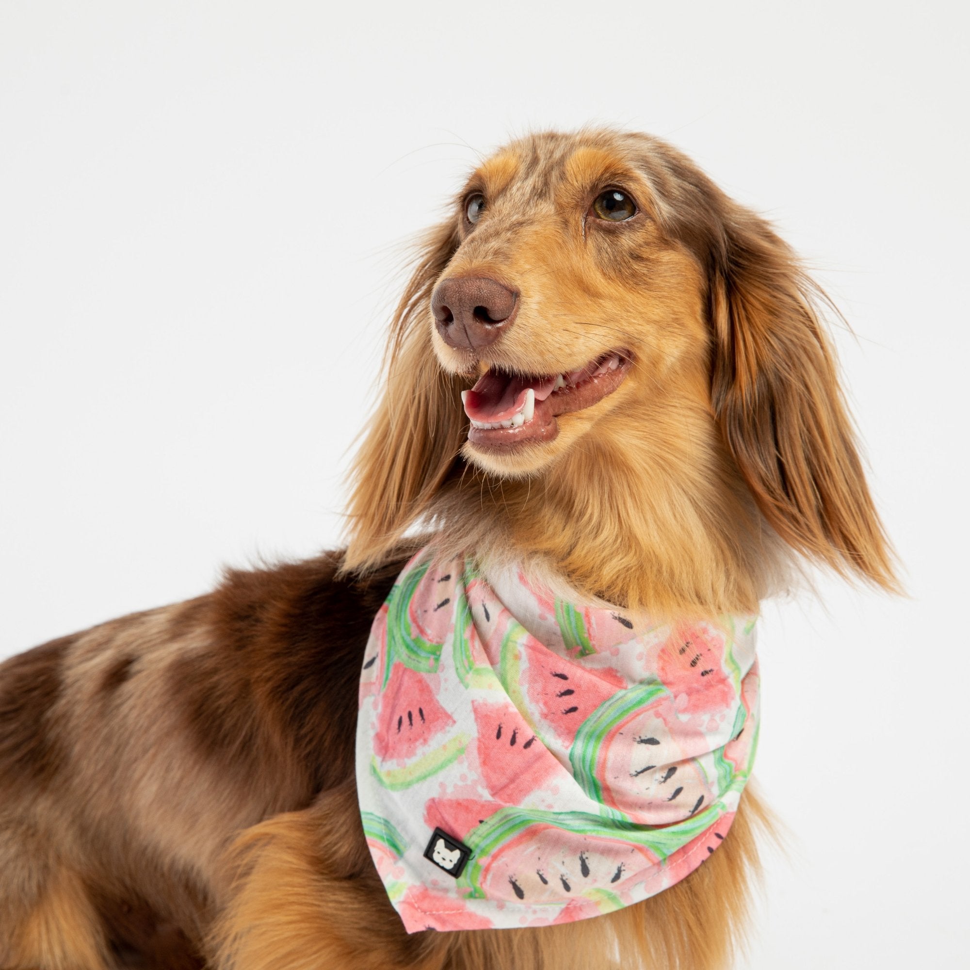 Dog Bandana - Watermelon - Silver Paw