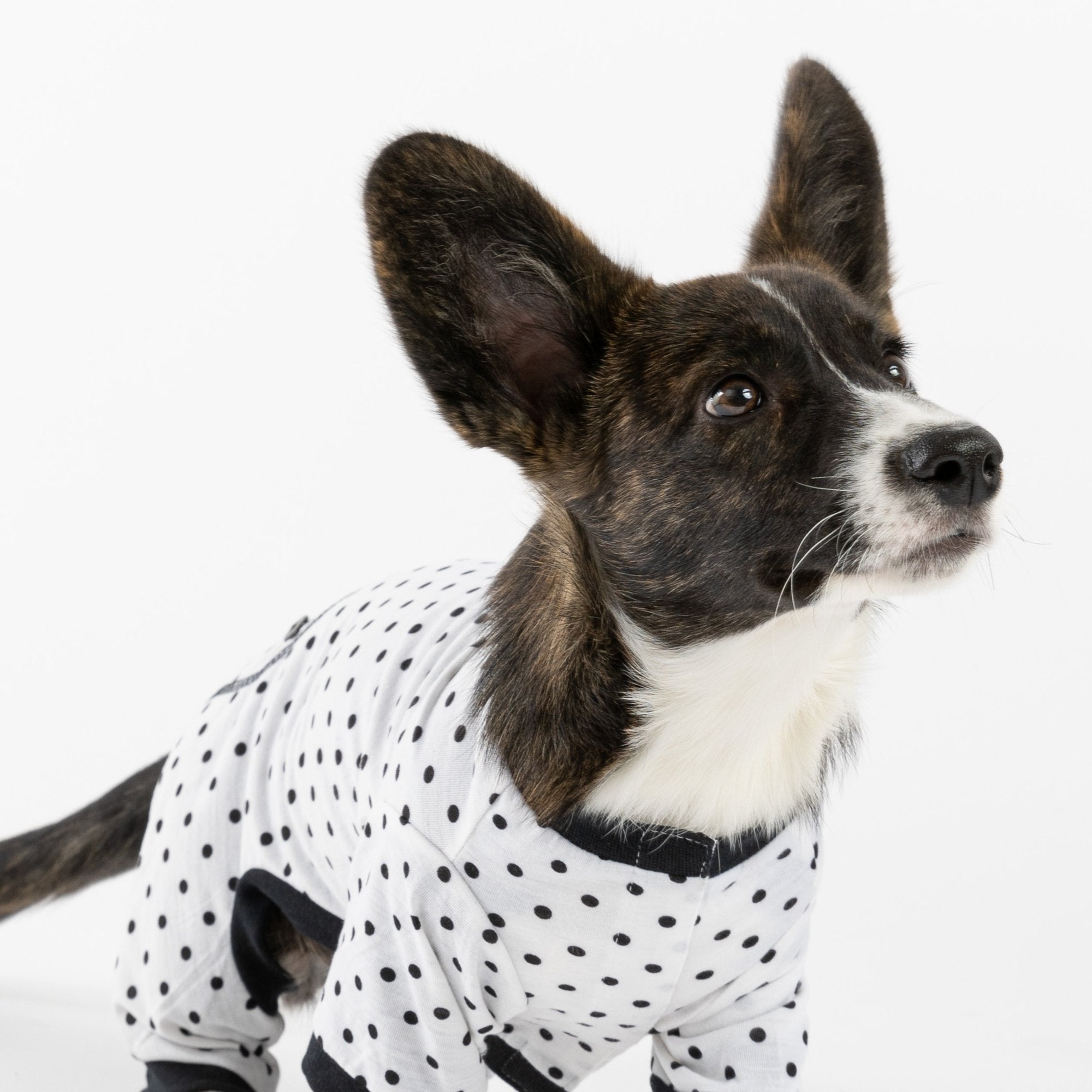 Dog Pajama - Polka Dot - Silver Paw
