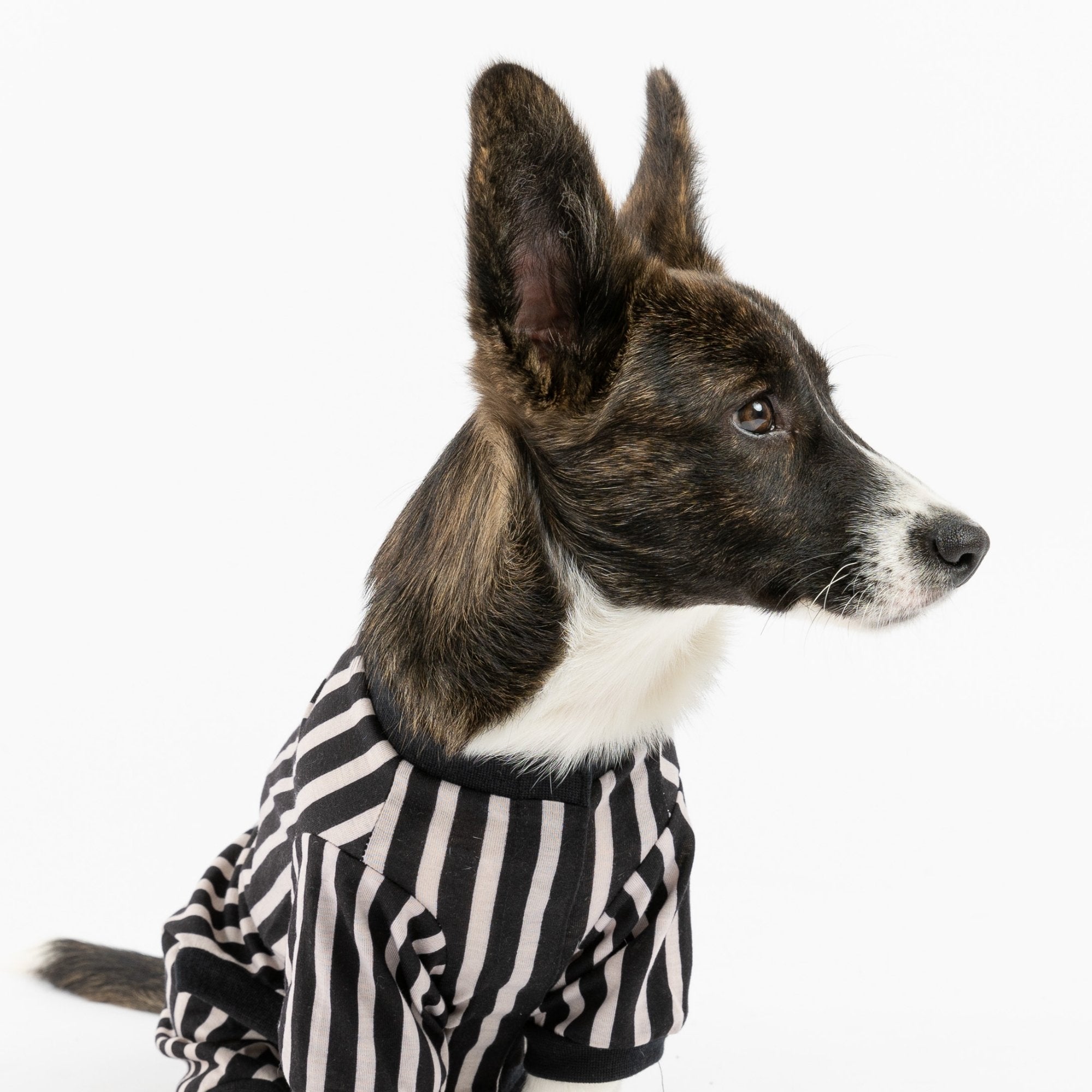 Dog Pajama - Stripe - Silver Paw