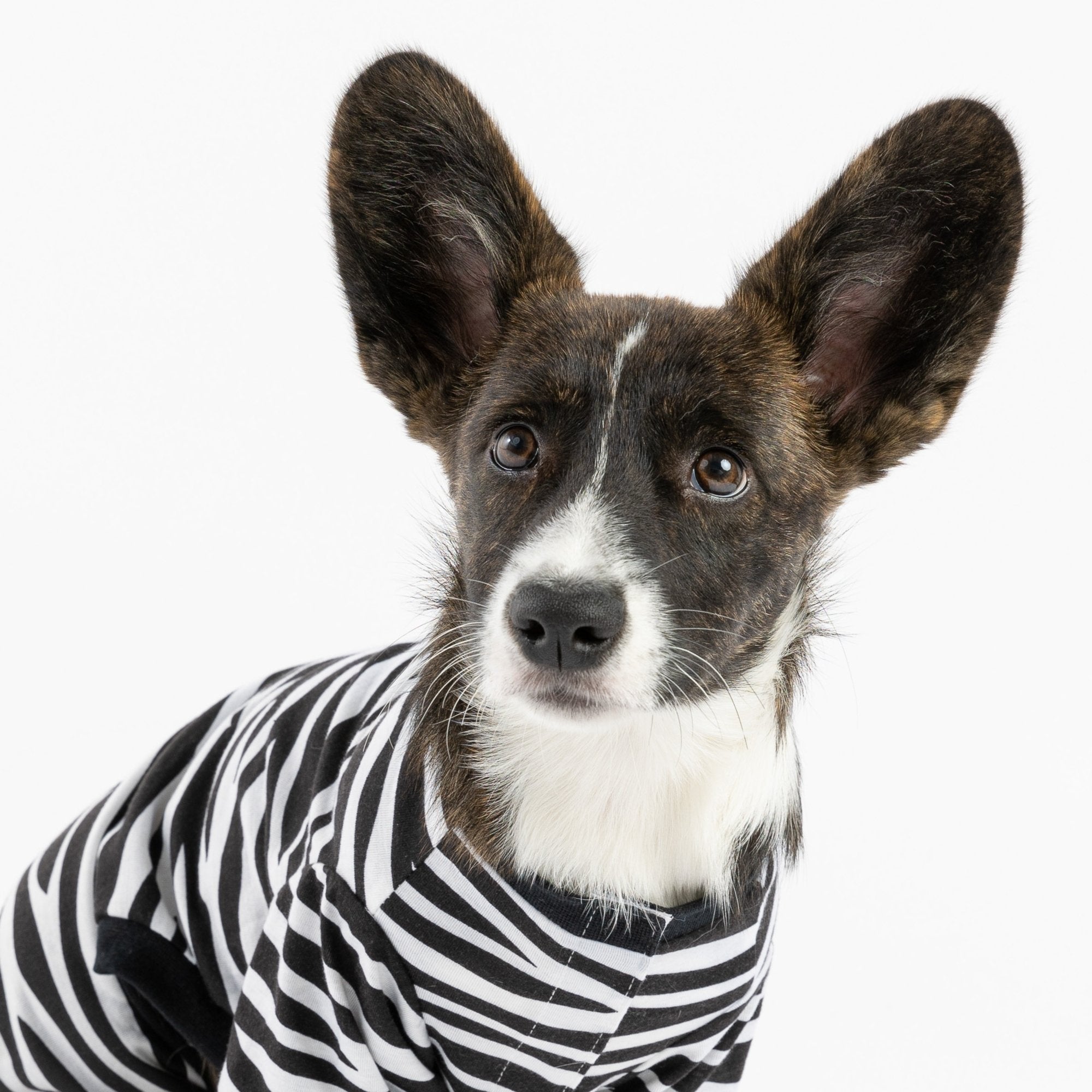 Dog Pajama - Zebra - Silver Paw