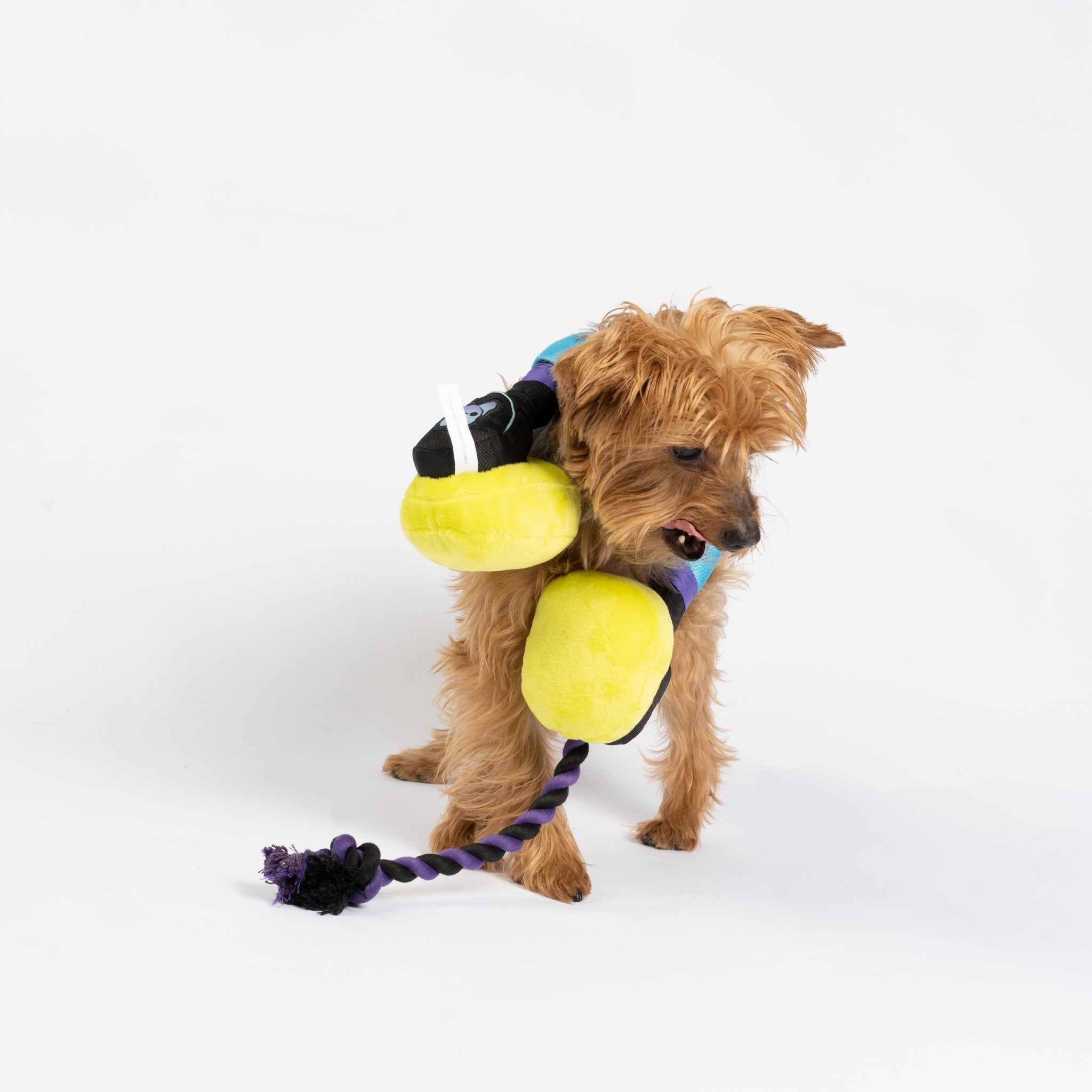 Hound Dog ファンクラブグッズ Hound Dog ファンクラブグッズ タレントグッズ