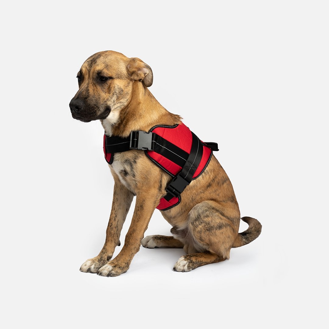 Heavy Duty Harness Red - Silver Paw