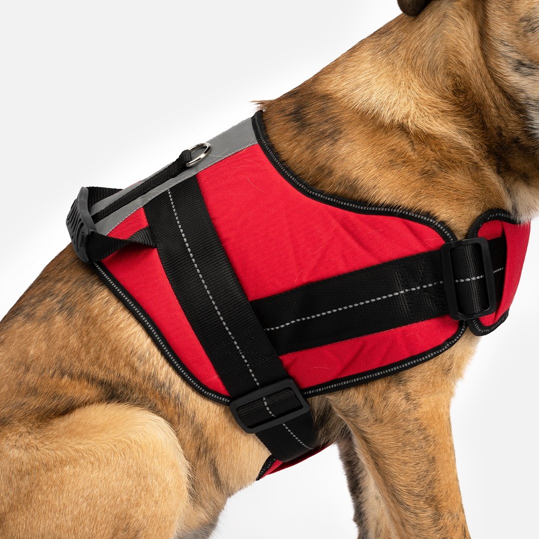 Heavy Duty Harness Red - Silver Paw
