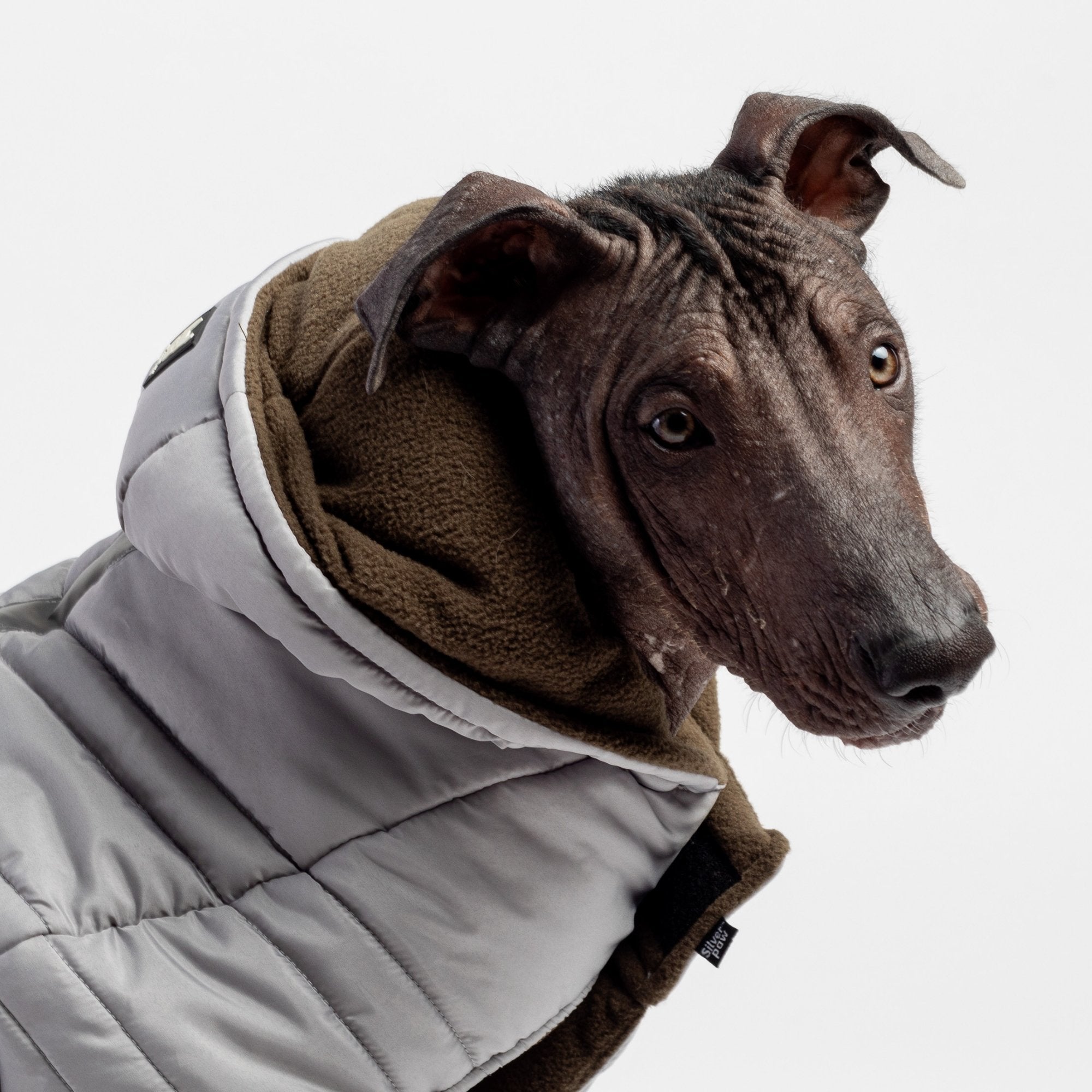 Jackson Dog Jacket - Grey - Silver Paw