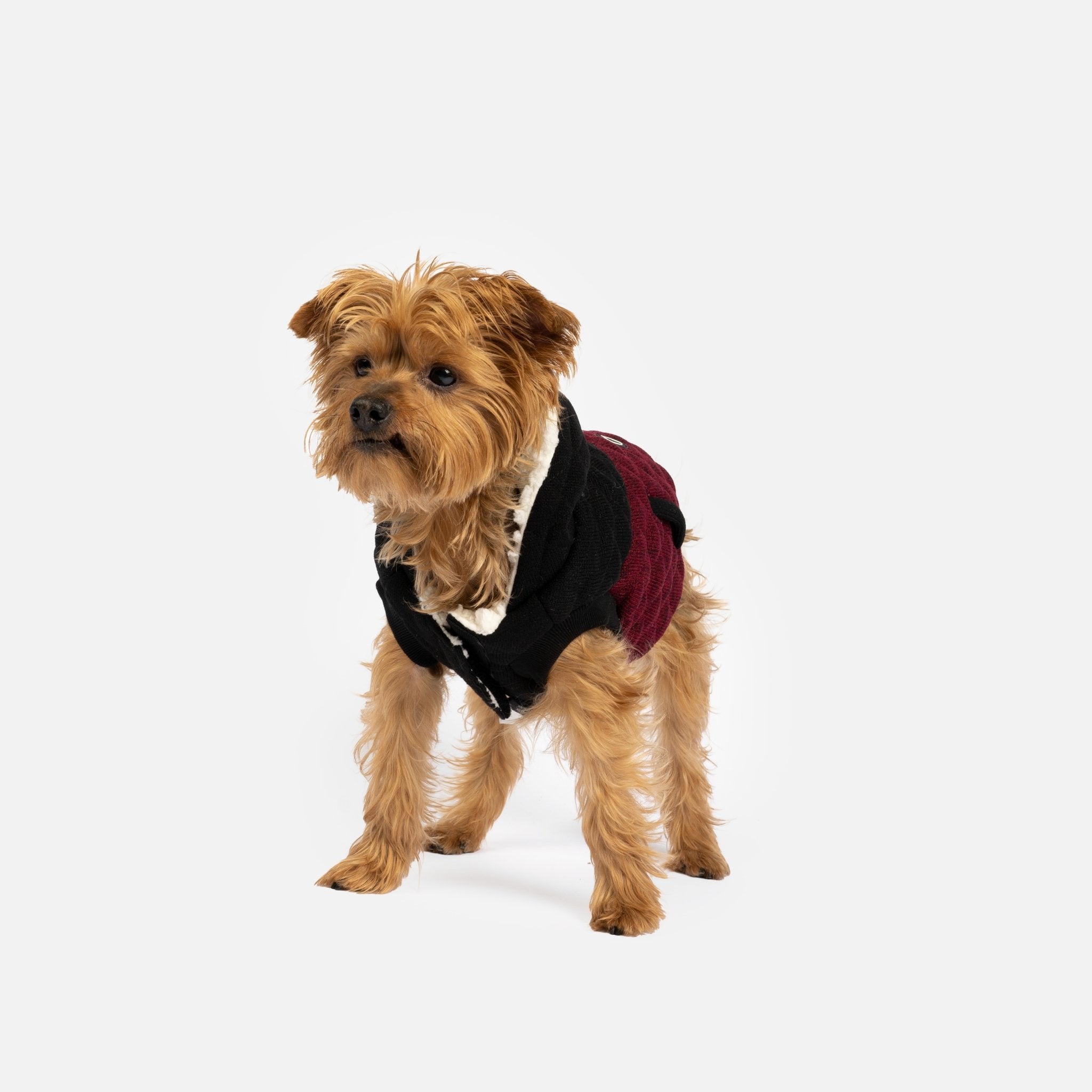 Jasper Dog Jacket - Silver Paw