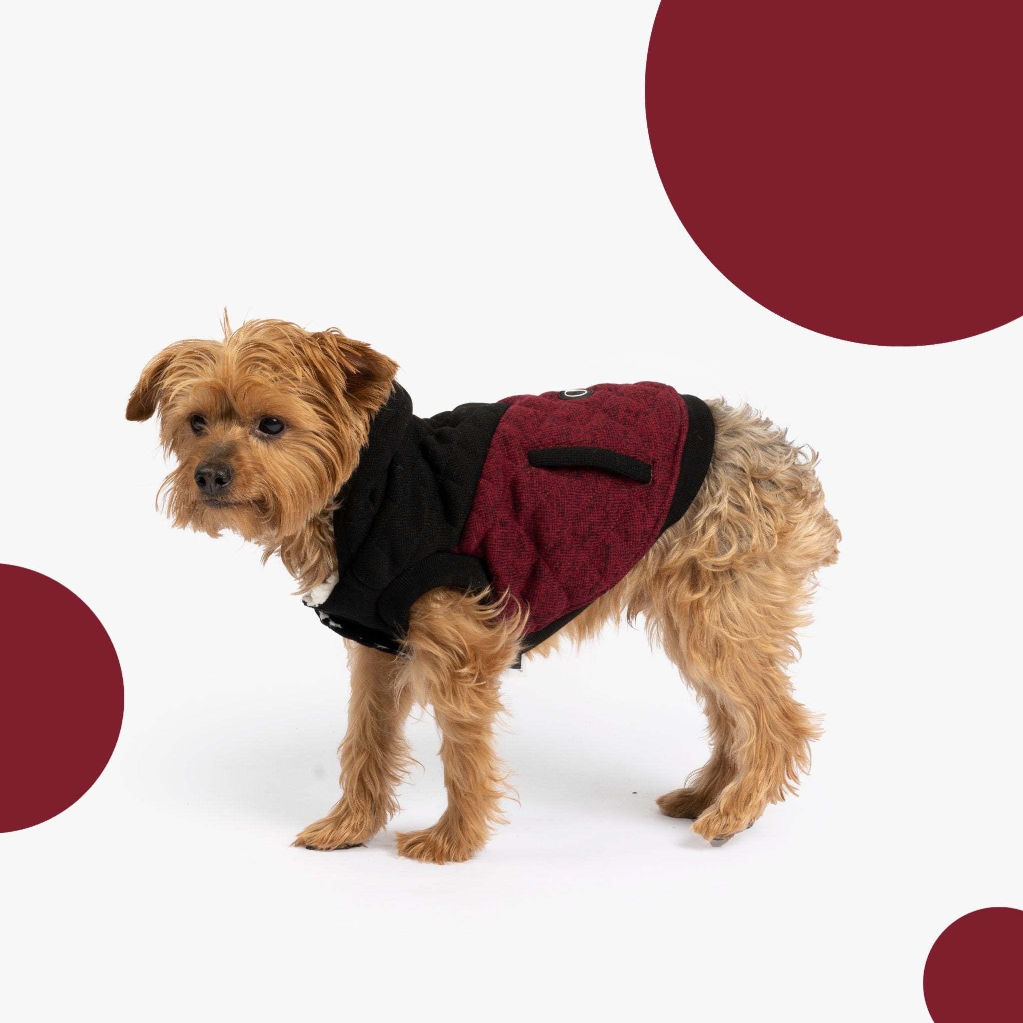Jasper Dog Jacket - Silver Paw