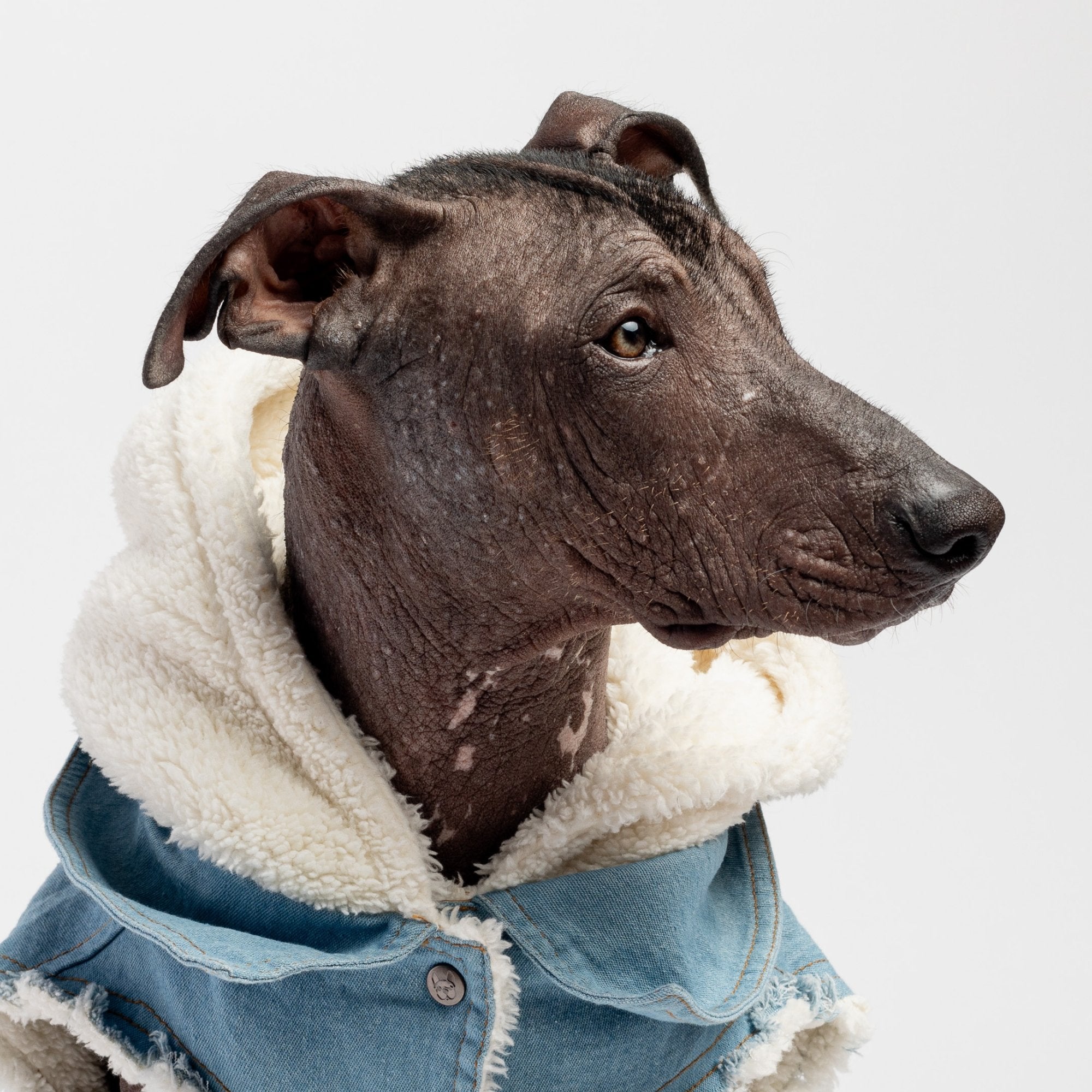 Justin - Denim Dog Jacket - Silver Paw