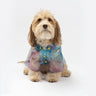 ☔🌈 Kinney Dog Translucent Raincoat – Waterproof Psychedelic Rain Jacket with Removable Hood & Leash Opening