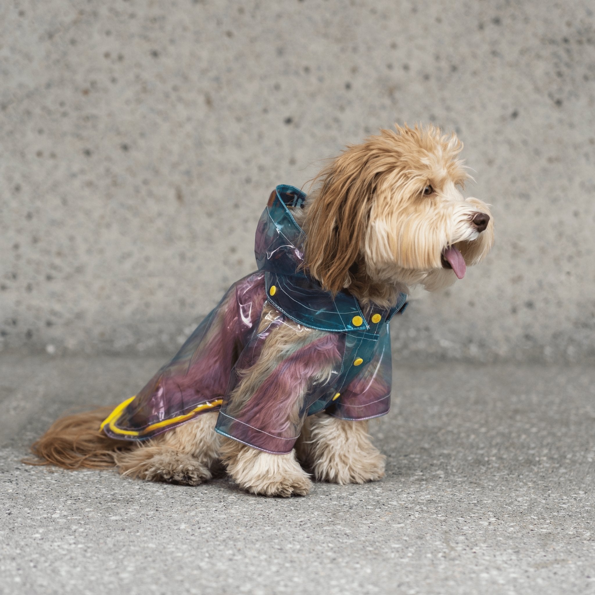 Kinney Dog Translusent Raincoat - Silver Paw