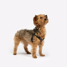 Maximus Dog Harness - Silver Paw