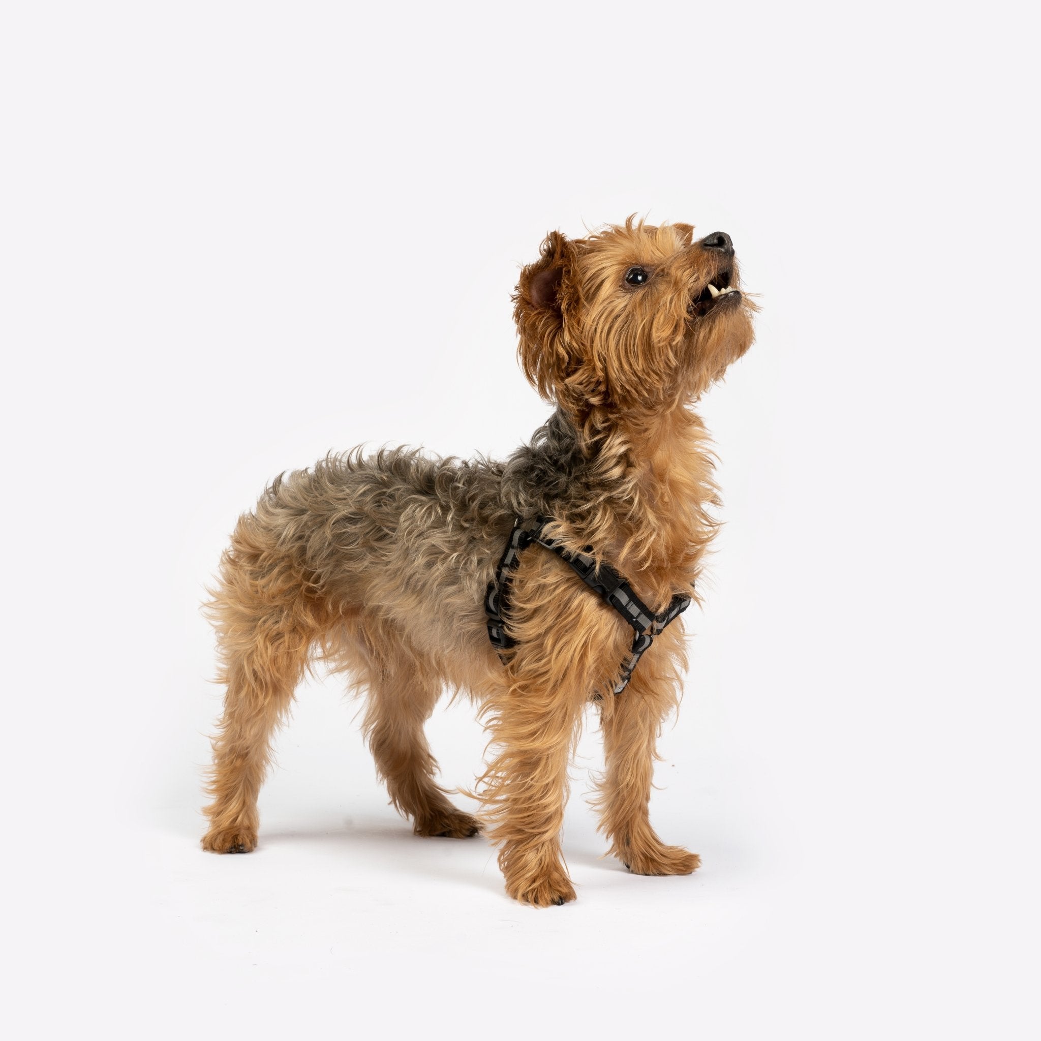 Maximus Dog Harness - Silver Paw
