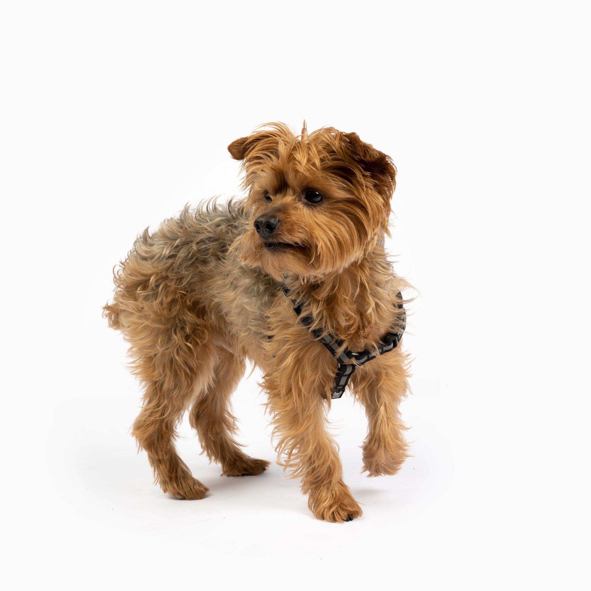 Maximus Dog Harness - Silver Paw