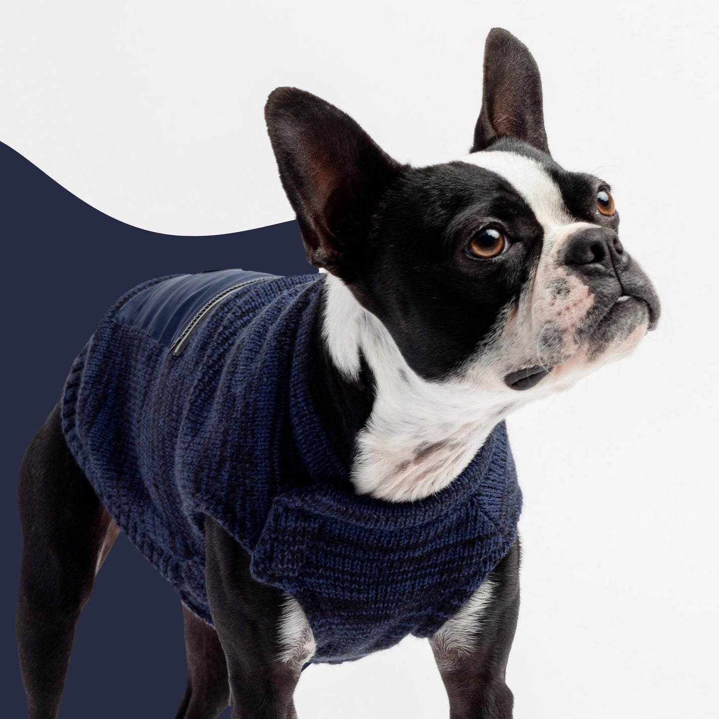 Mia Dog Sweater - Blue - Silver Paw