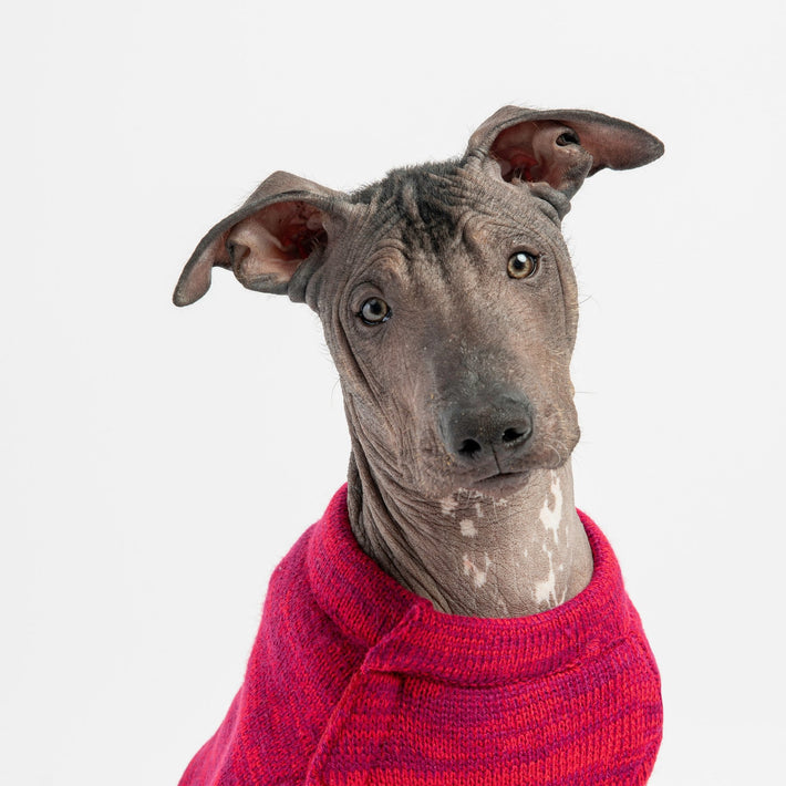 Mia Dog Sweater - Red - Silver Paw