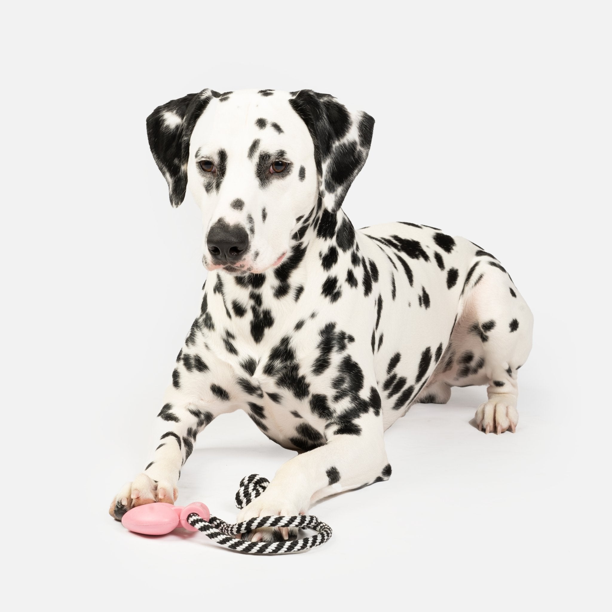 Necklace Dog Toy | 100% Natural Rubber Chew with Floating Design & Lavender Scent