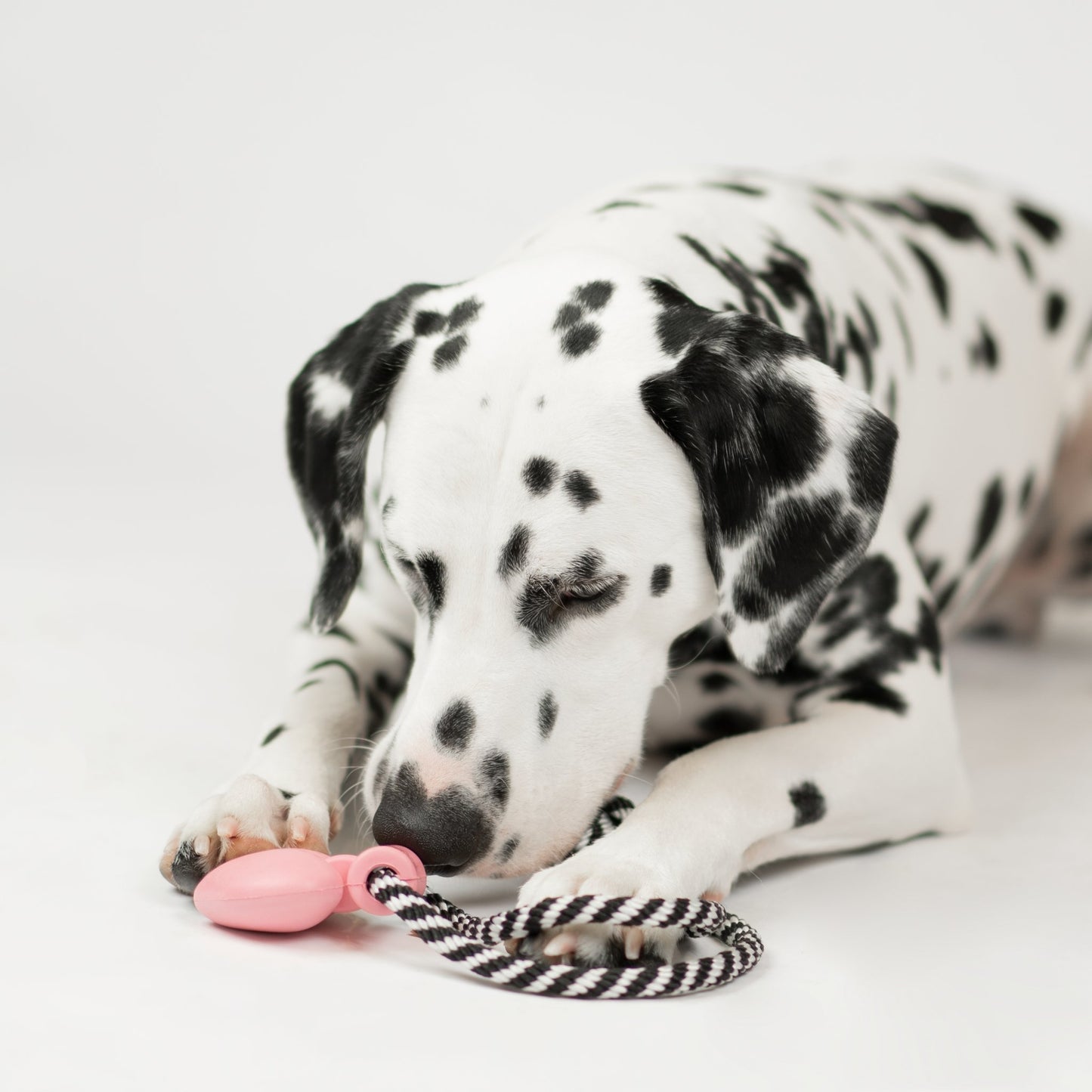 Collier avec jouet pour chien parfum lavande