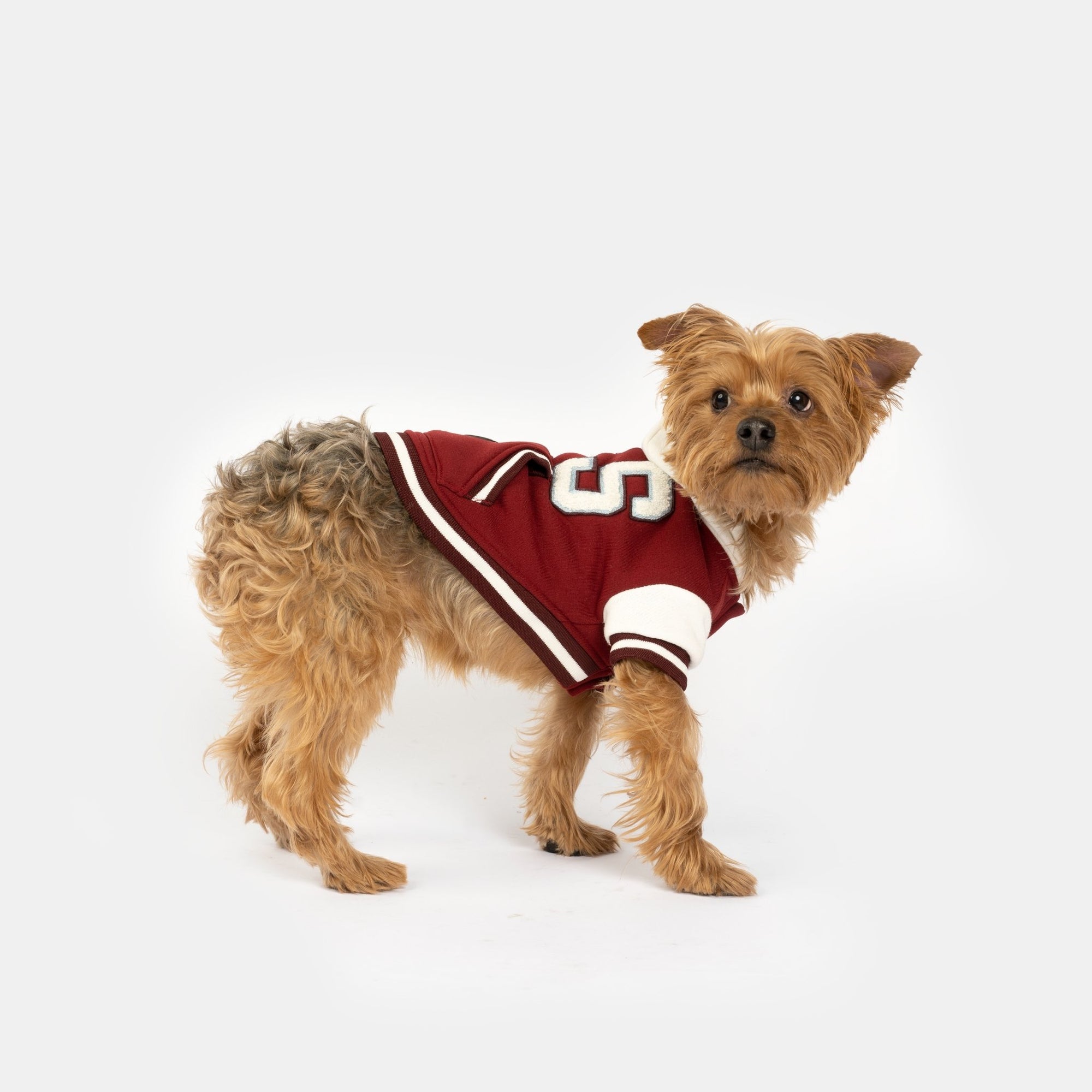 Otis Dog Letterman Jacket  Varsity-Inspired Bomber with Hood & Leash Access