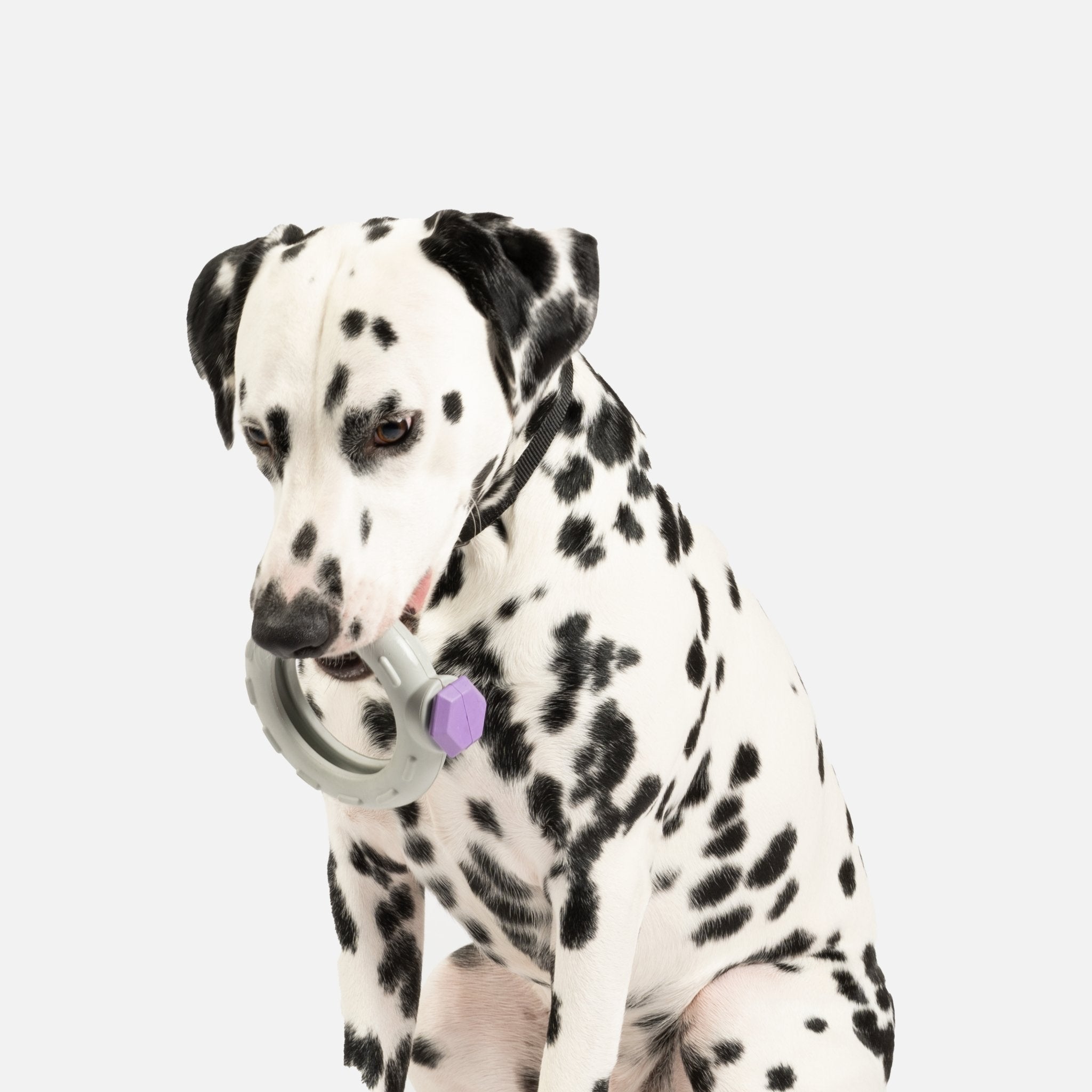 Ring Dog Toy | 100% Natural Rubber Chew with Treat Dispenser & Lavender Scent