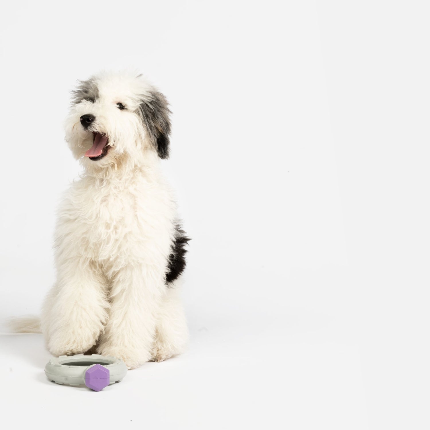 The Smelly Sock: The Only Dog Toy That Smells Like You! by Paw and