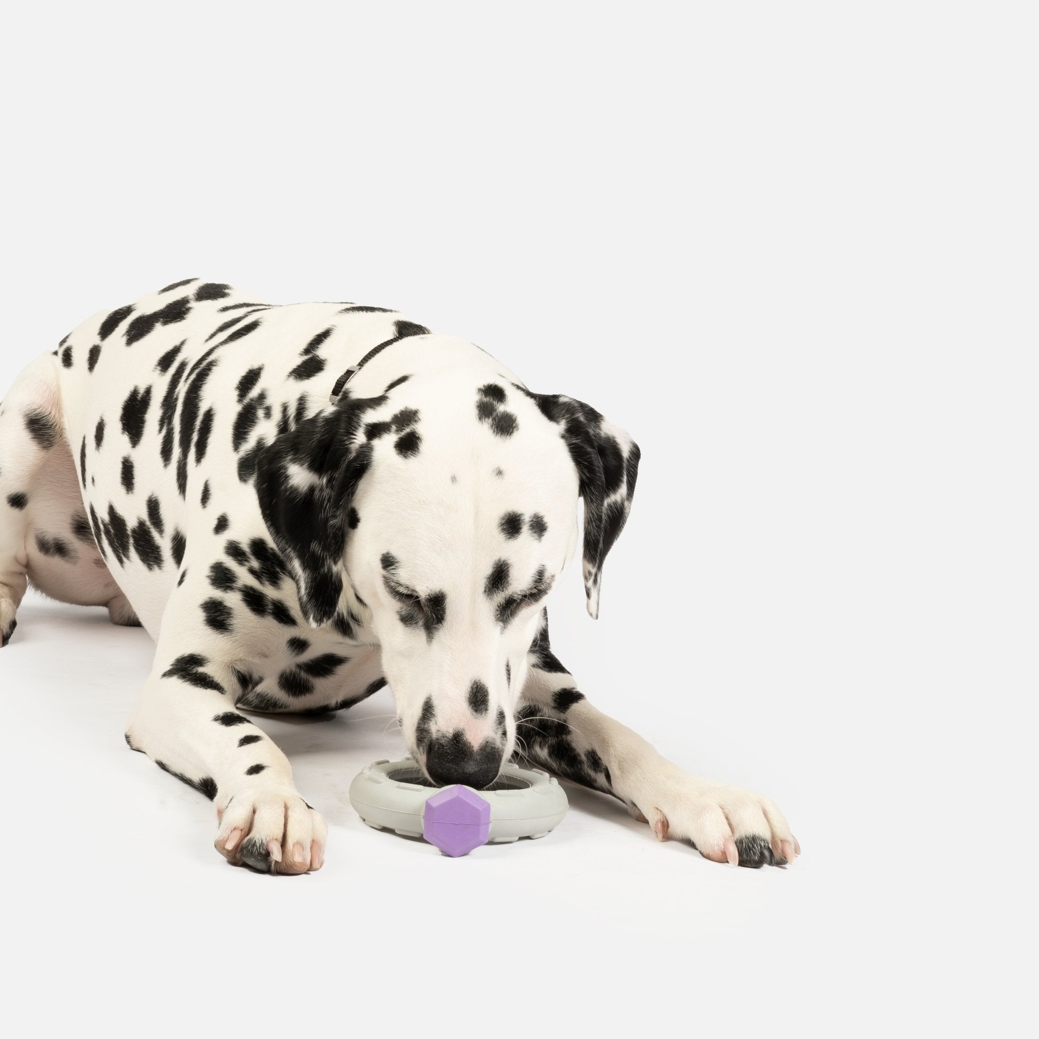 Lavender dog toy sale