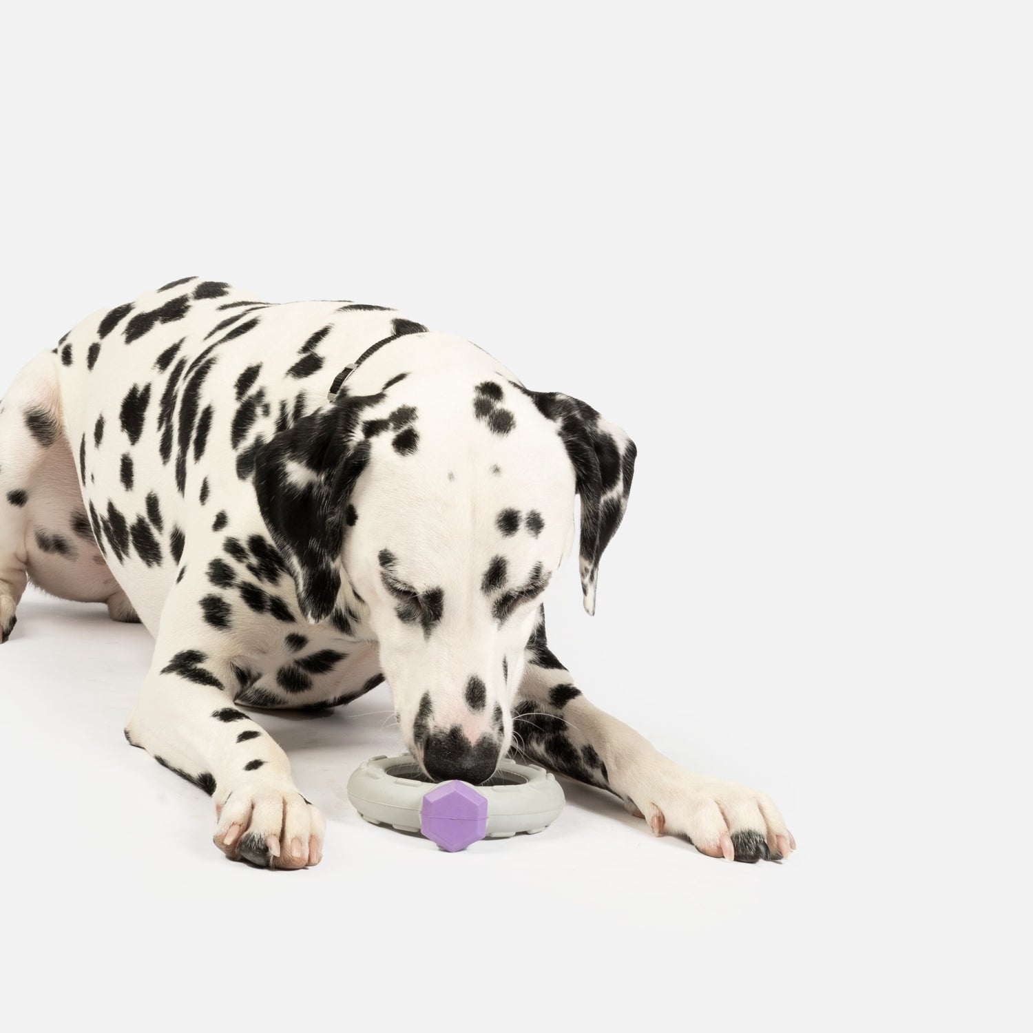 https://silverpawdog.com/cdn/shop/products/ring-with-lavender-scent-dog-toy-983778.jpg?v=1674761064&width=1500