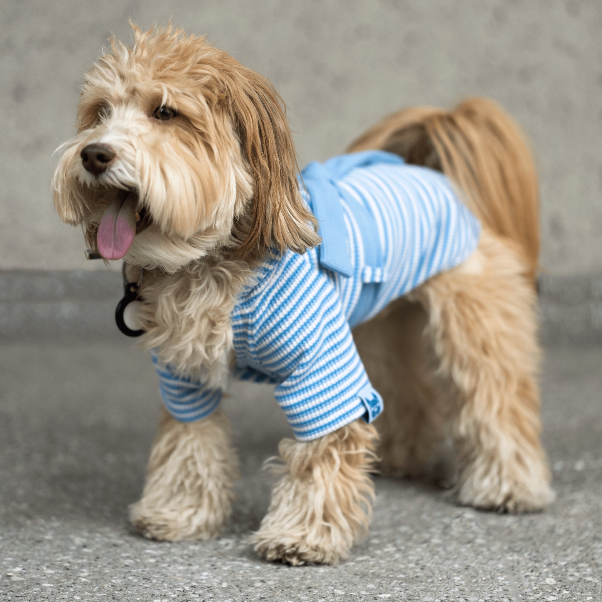 Waffle the dog online pyjamas