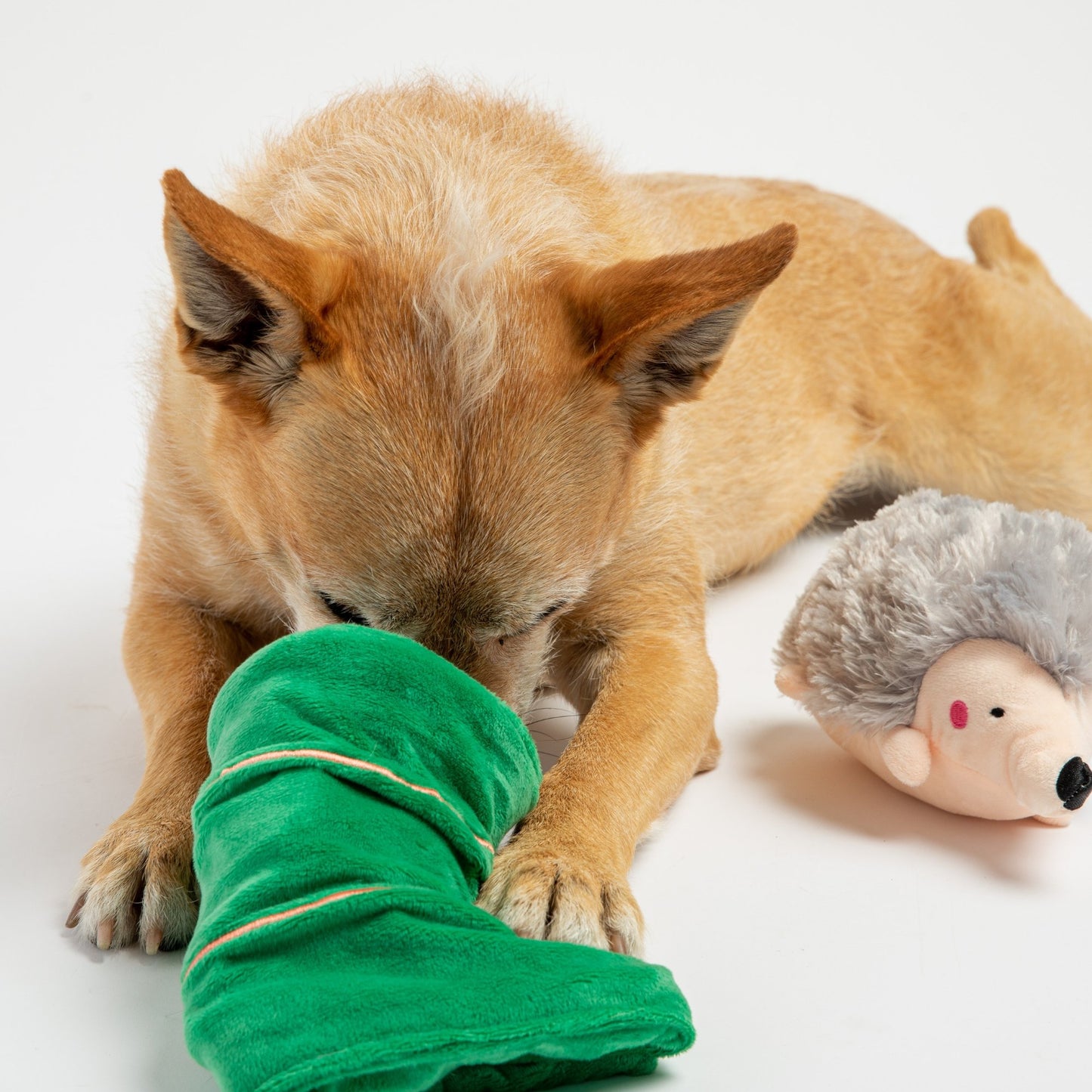 Sleeping Porcupine- Dog Toy