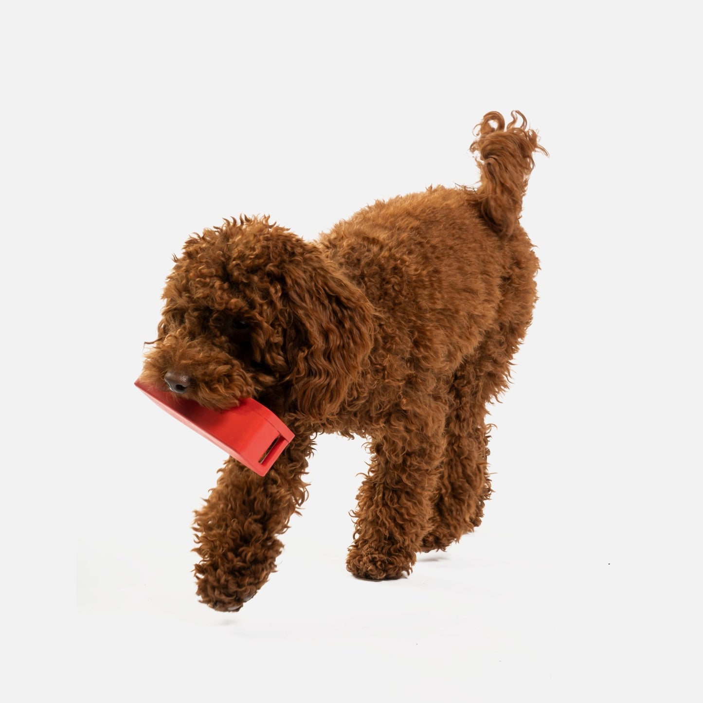 Haut-parleur avec jouet pour chien parfum de poulet
