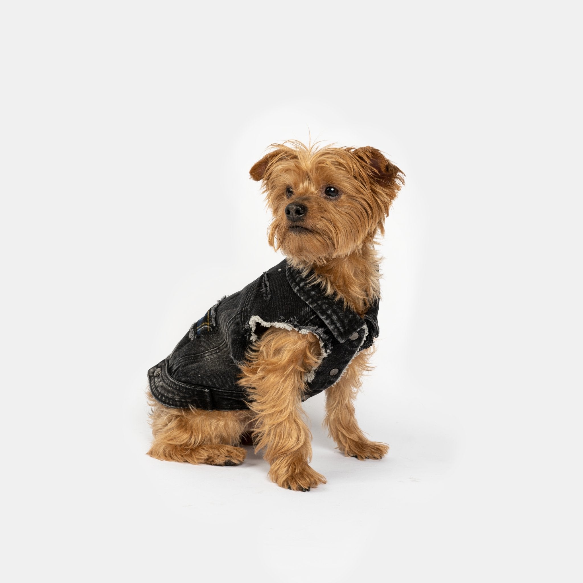Spencer Dog Jacket  Distressed Denim with Sherpa Lining & Matte Snaps