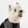 T-shirt coupe urbaine pour chien - Noir