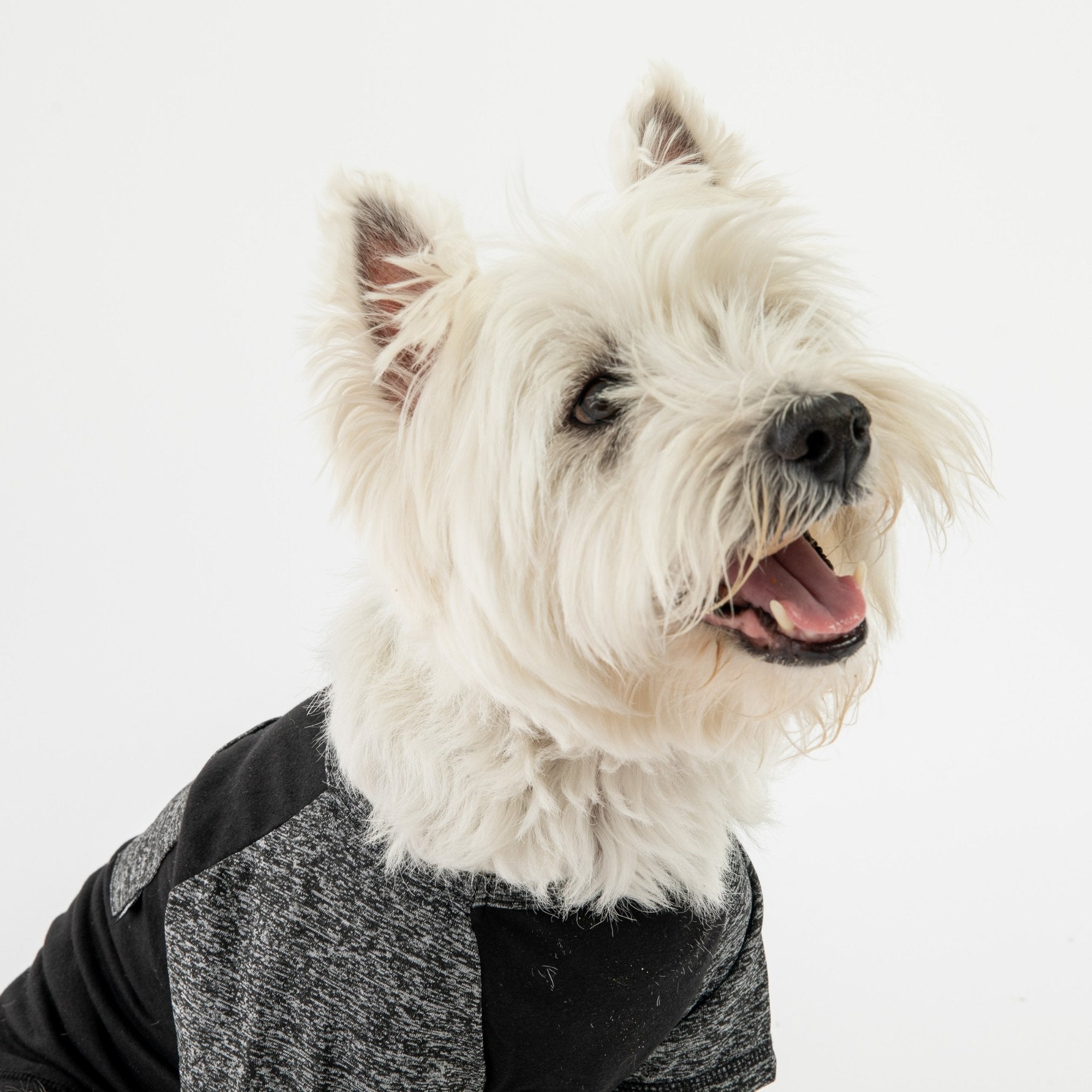 Urban Fit Dog Tee  Black Athletic T-Shirt with Pocket & Raglan Sleeves