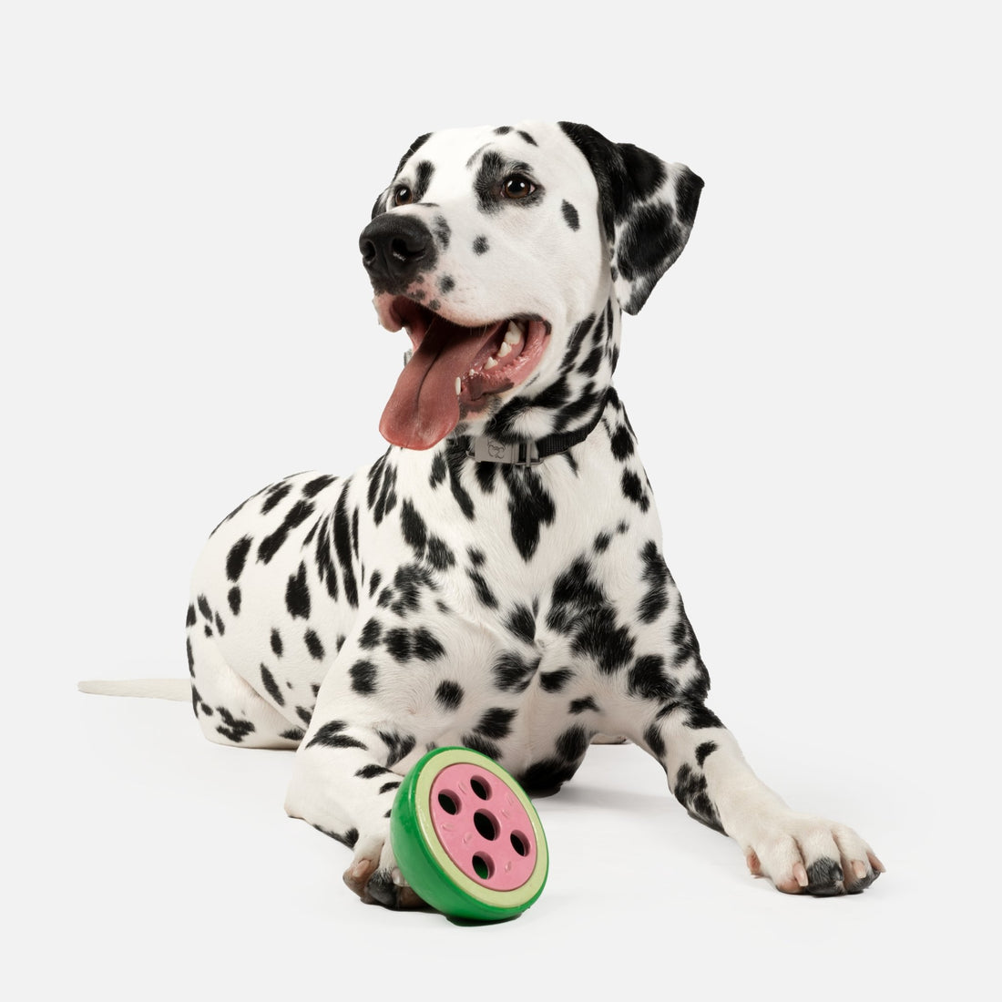 Watermelon Dog Toy Silver Paw