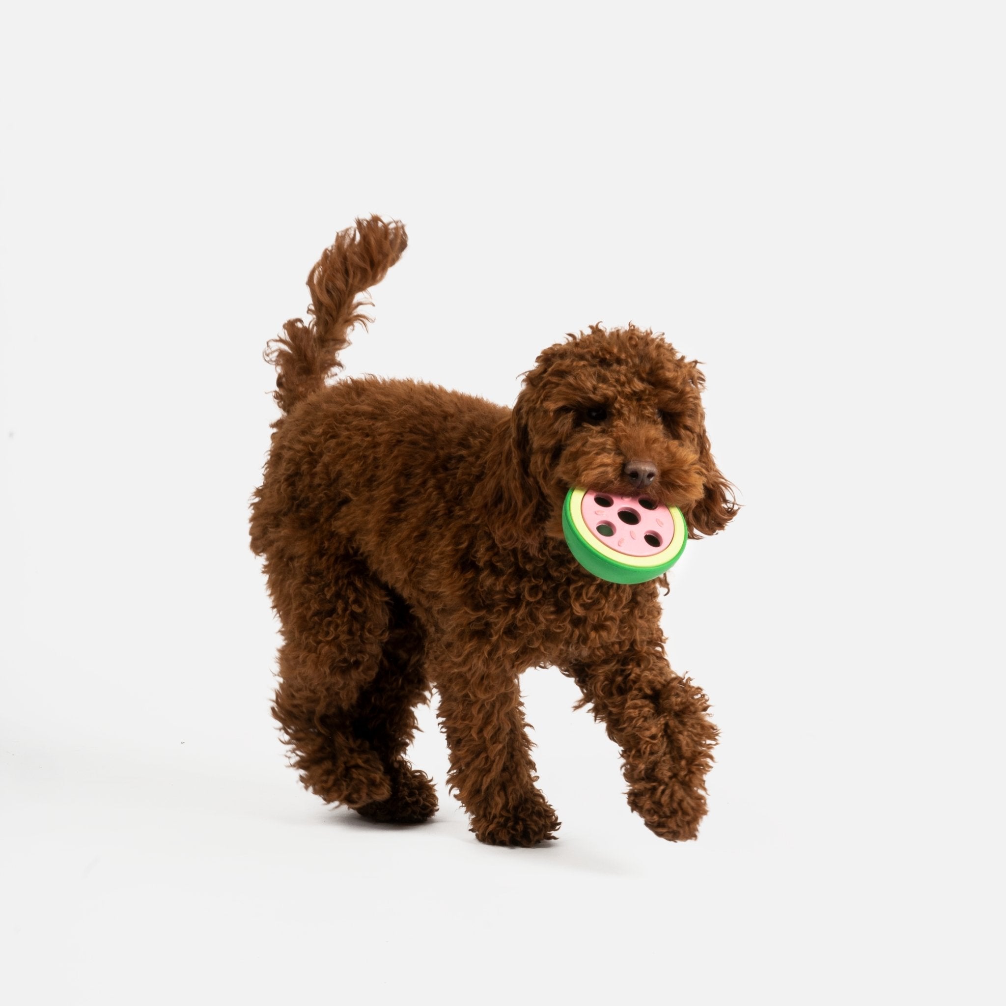 Watermelon Dog Toy | 100% Natural Rubber Chew for Safe & Interactive Play