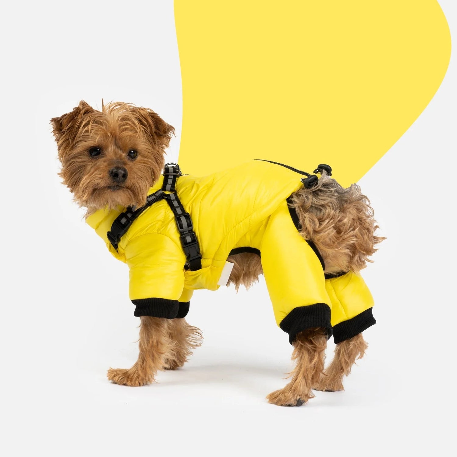 Winter Bundle Yellow - Silver Paw